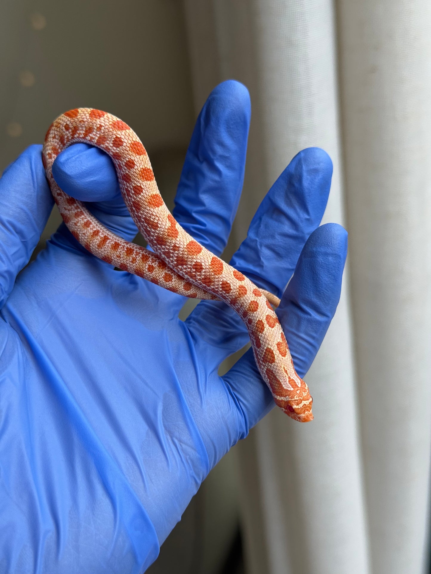 2025 白化康達,50%彩色爆風血系66%ph巧克力 ♂ (H25416)