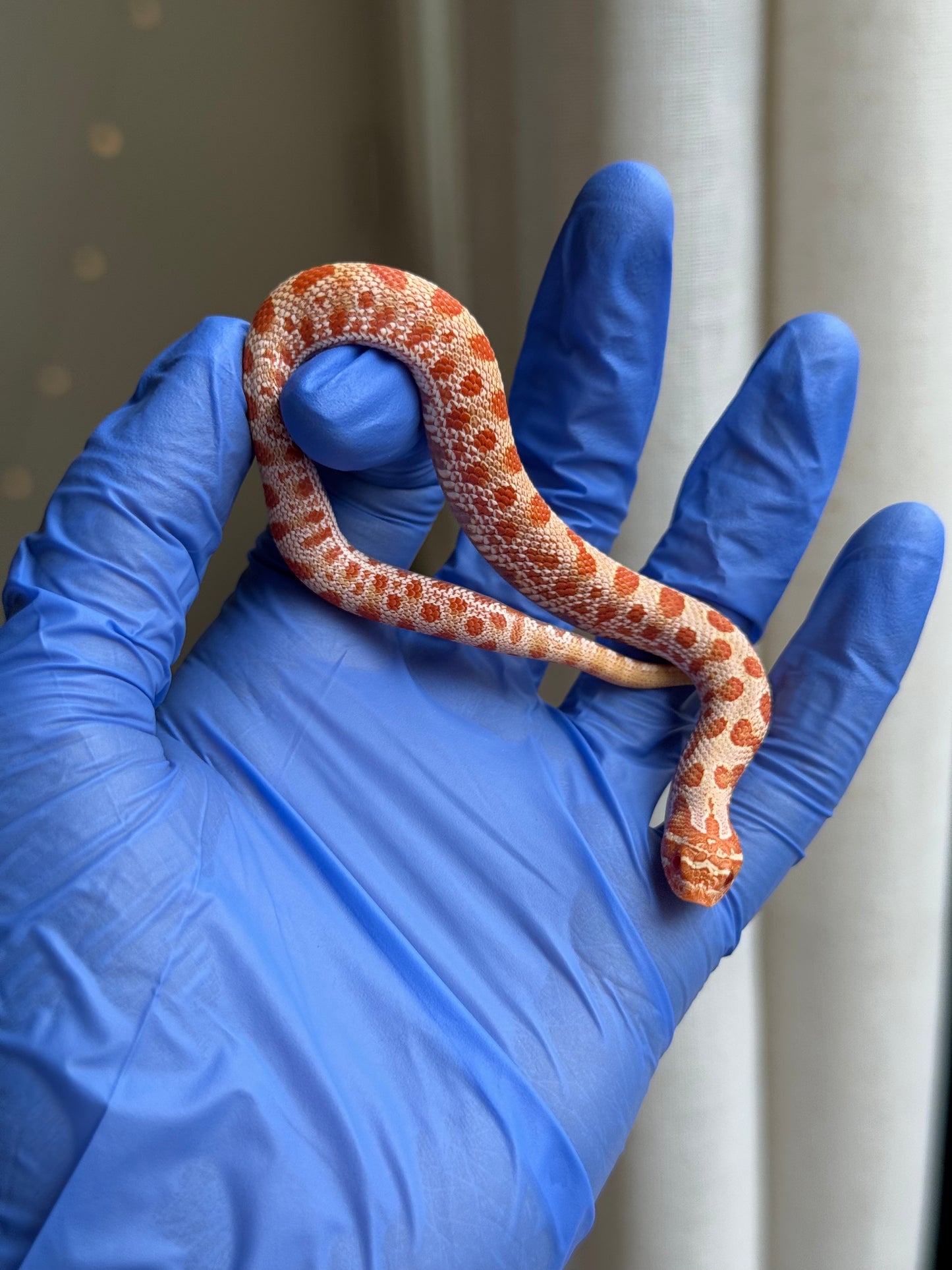 2025 白化康達,50%彩色爆風血系66%ph巧克力 ♂ (H25416)