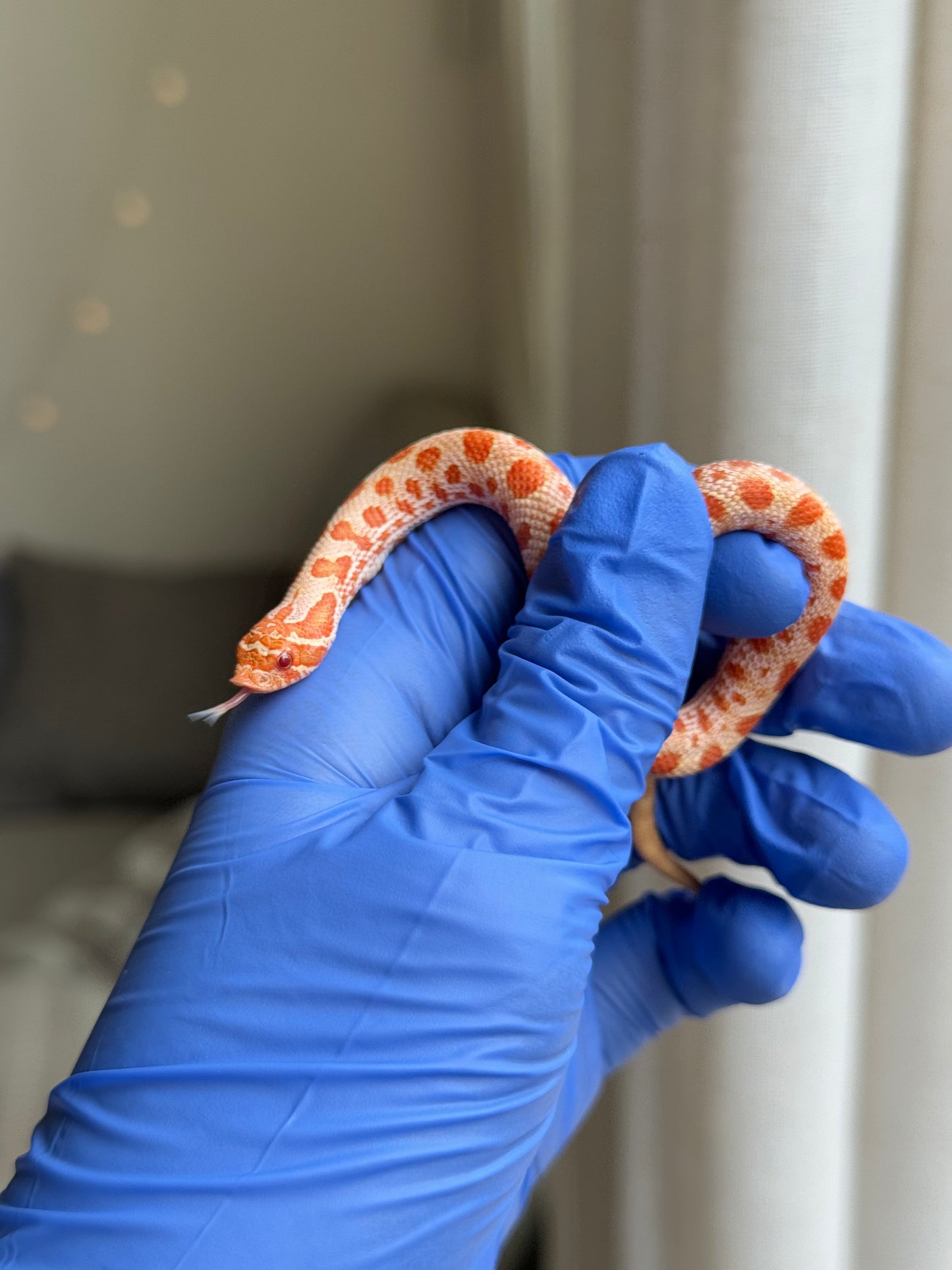 2025 白化康達,50%彩色爆風血系66%ph巧克力 ♂ (H25416)