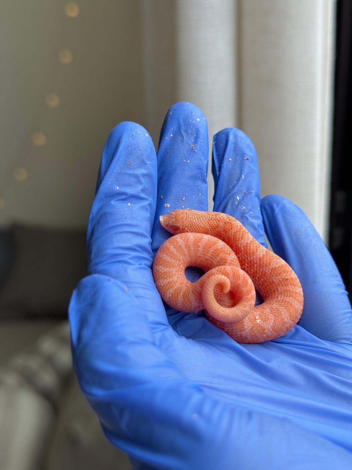 2025 太陽爆炸Het雪爆 ♂ (H25454)