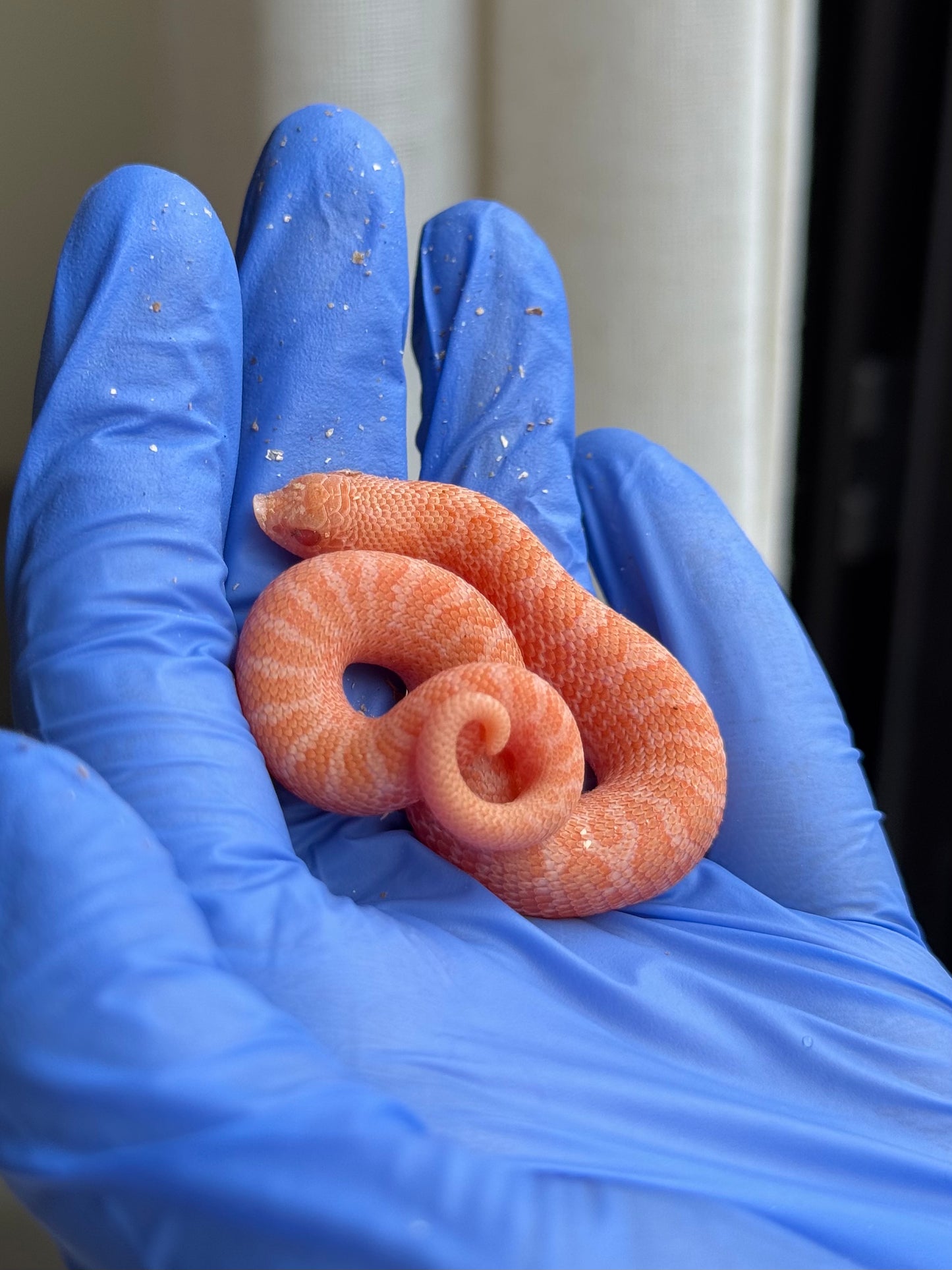 2025 太陽爆炸Het雪爆 ♂ (H25454)