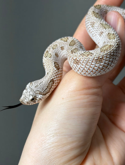 北極康達鬼臉50%ph薰衣草