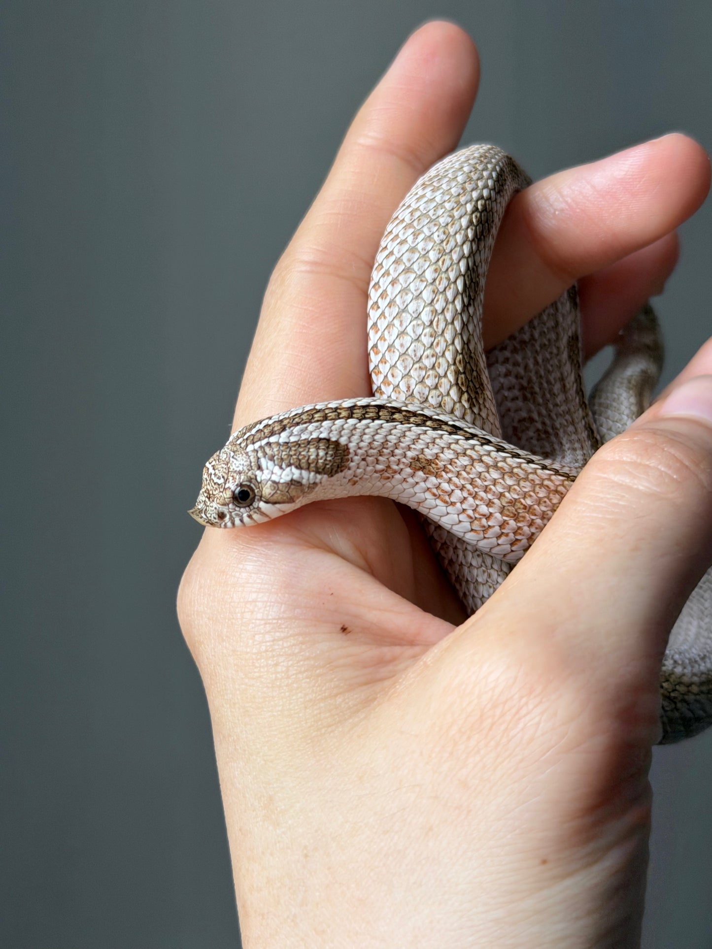 北極康達50%ph薰衣草