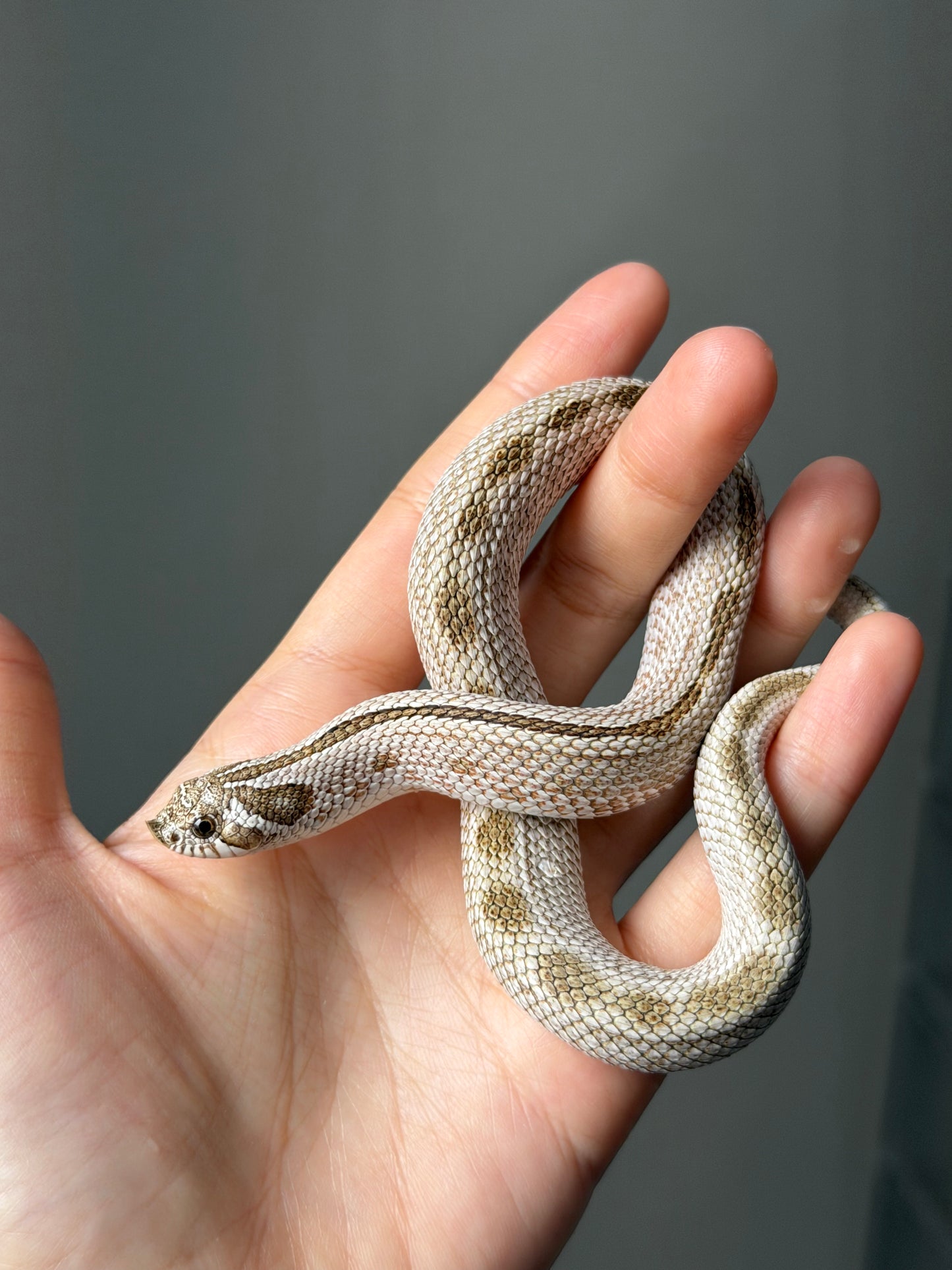 北極康達50%ph薰衣草