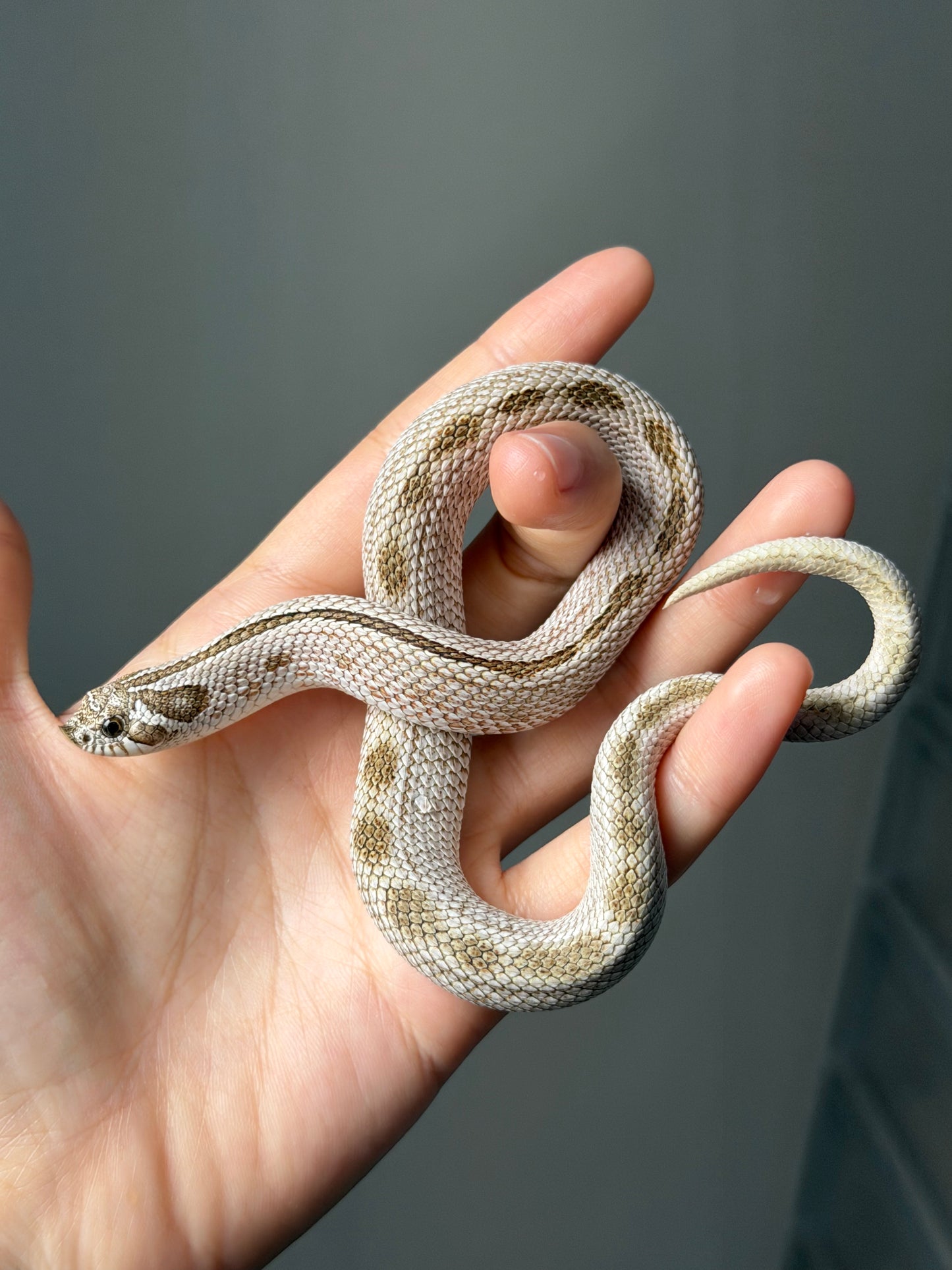 北極康達50%ph薰衣草