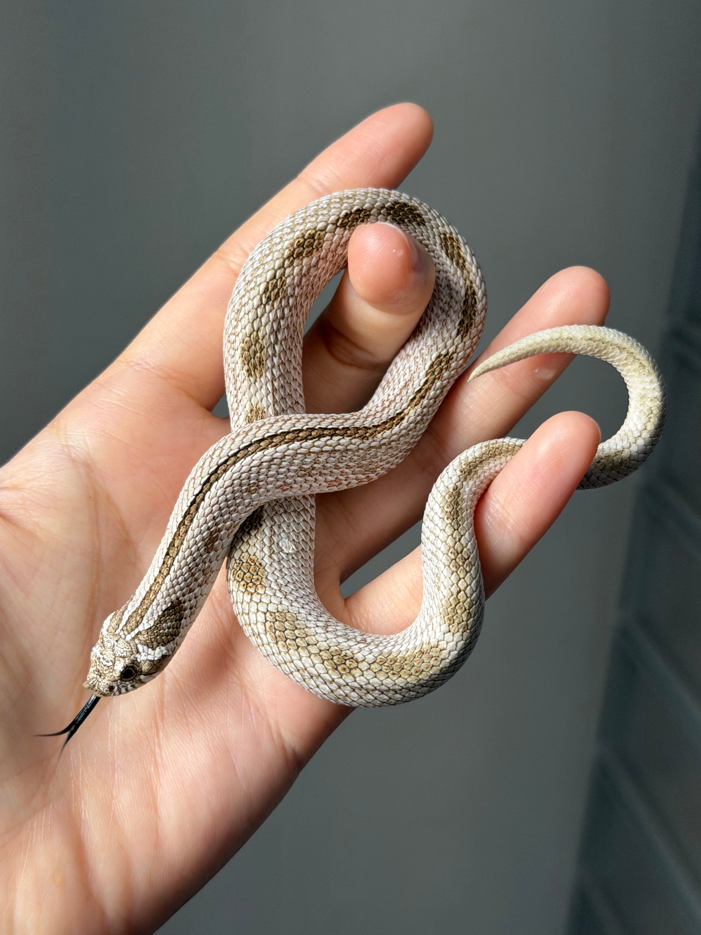 北極康達50%ph薰衣草