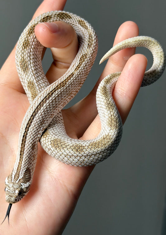 北極康達50%ph薰衣草