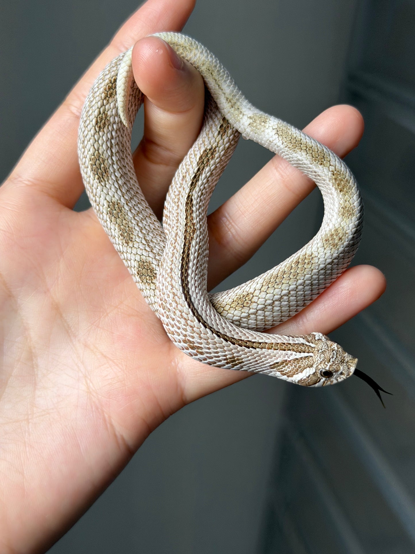 北極康達50%ph薰衣草