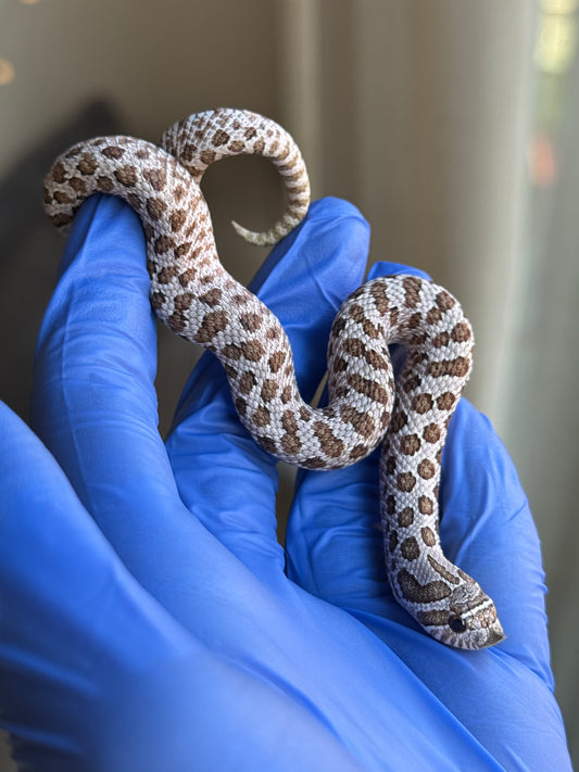 2025 北極Het紫貂66%ph白化 ♀ (H25124)