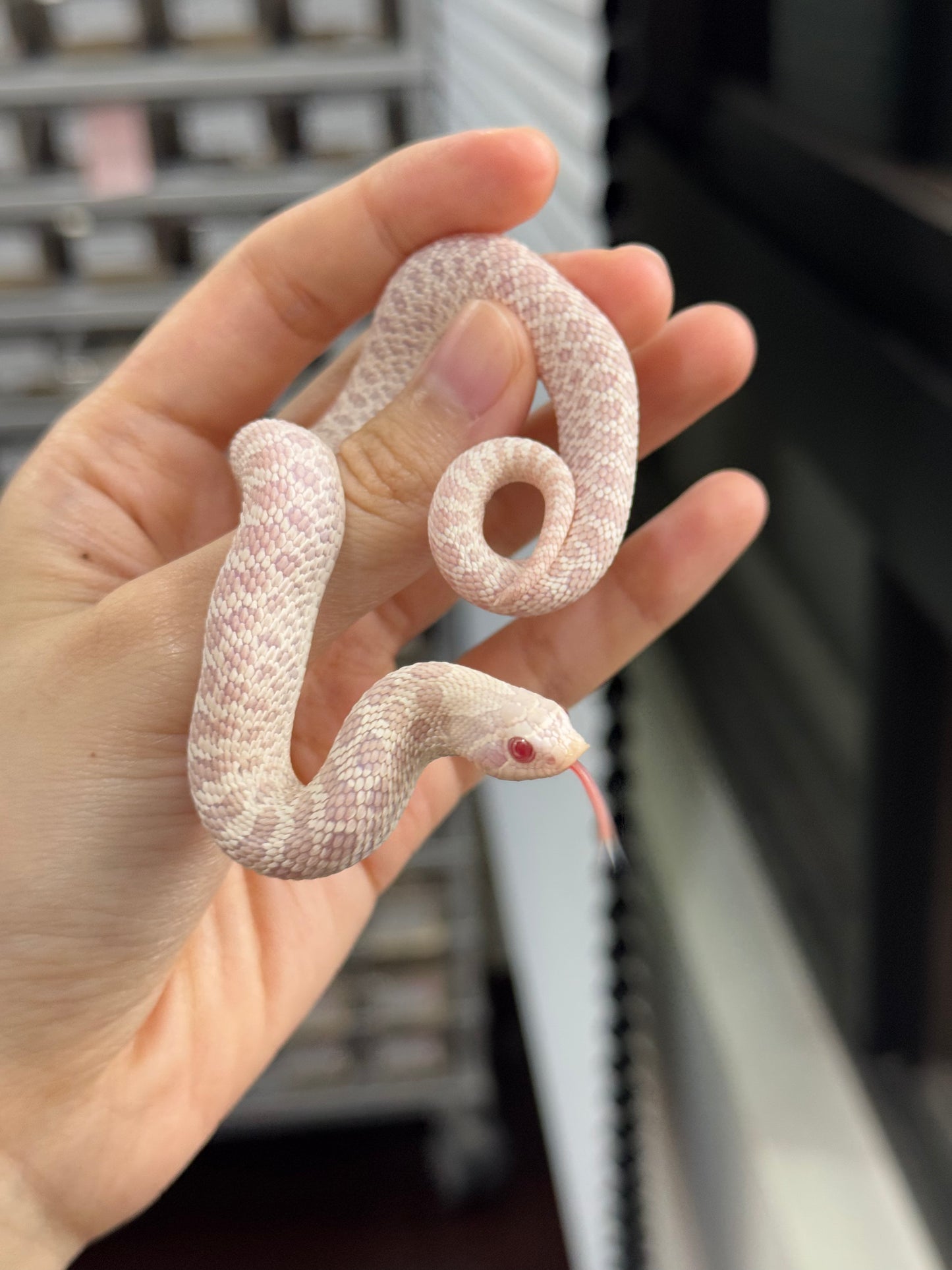 *競標* 2025 雪白 ♀ (H25298)