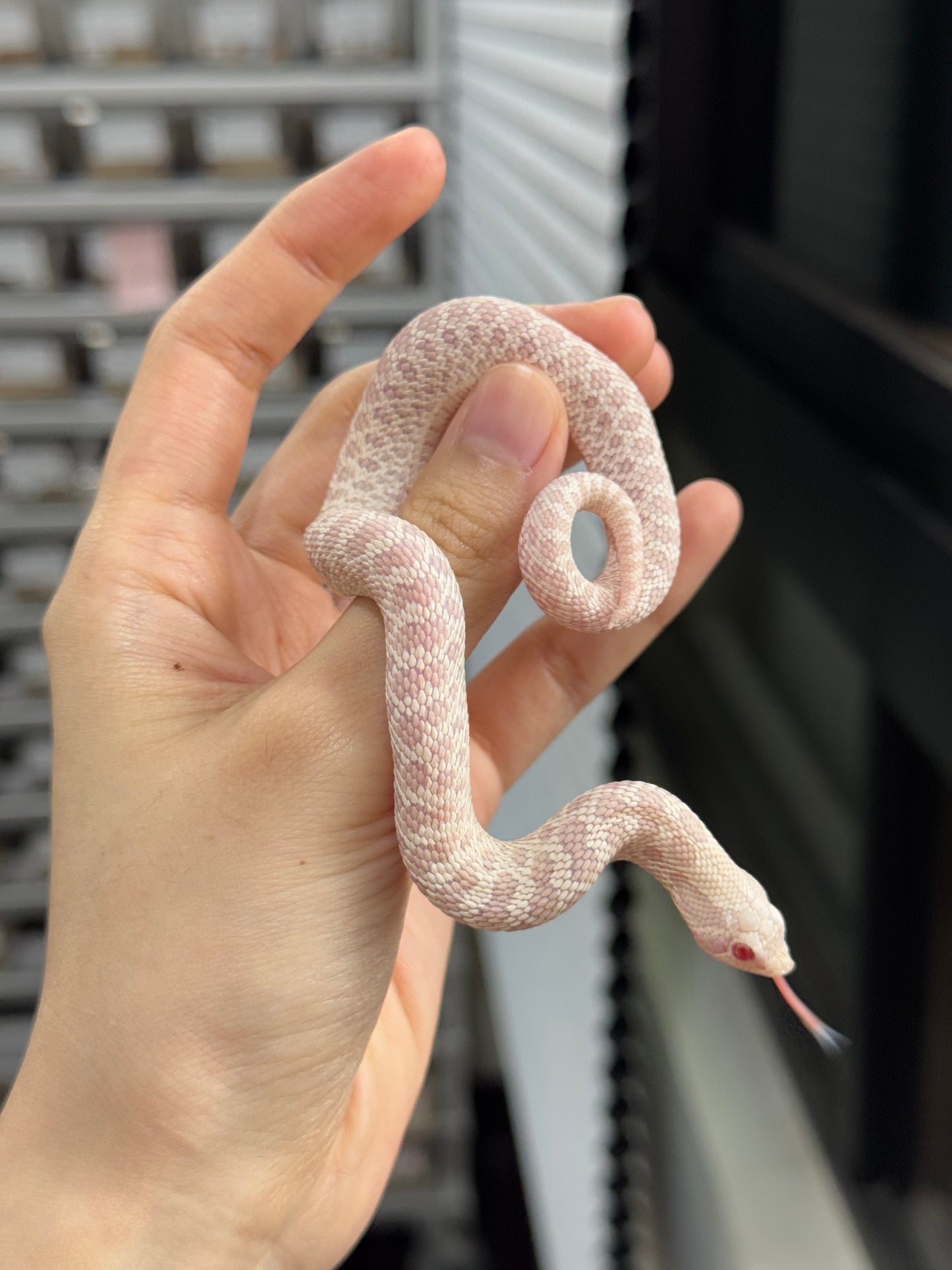 *競標* 2025 雪白 ♀ (H25298)