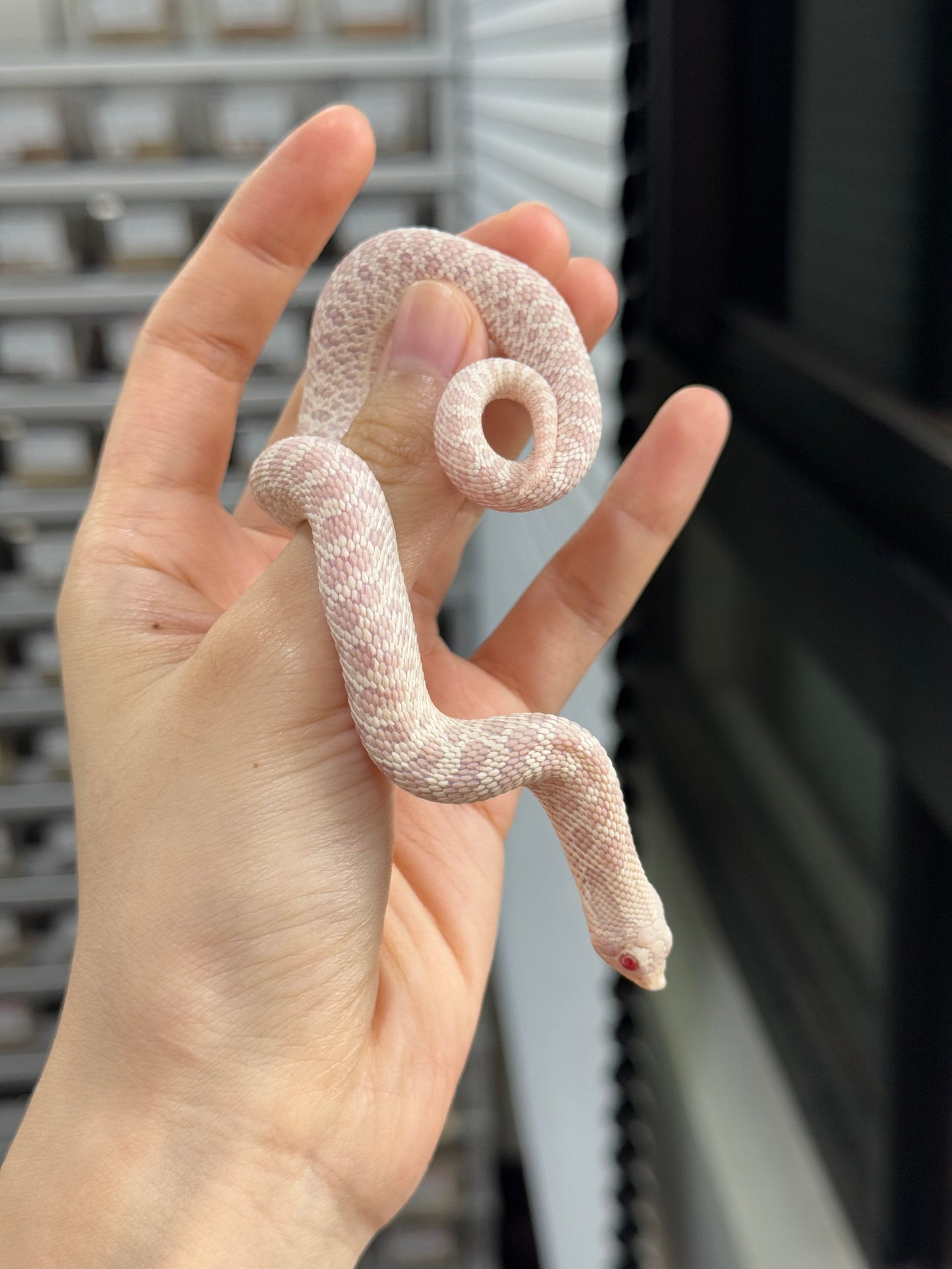 *競標* 2025 雪白 ♀ (H25298)