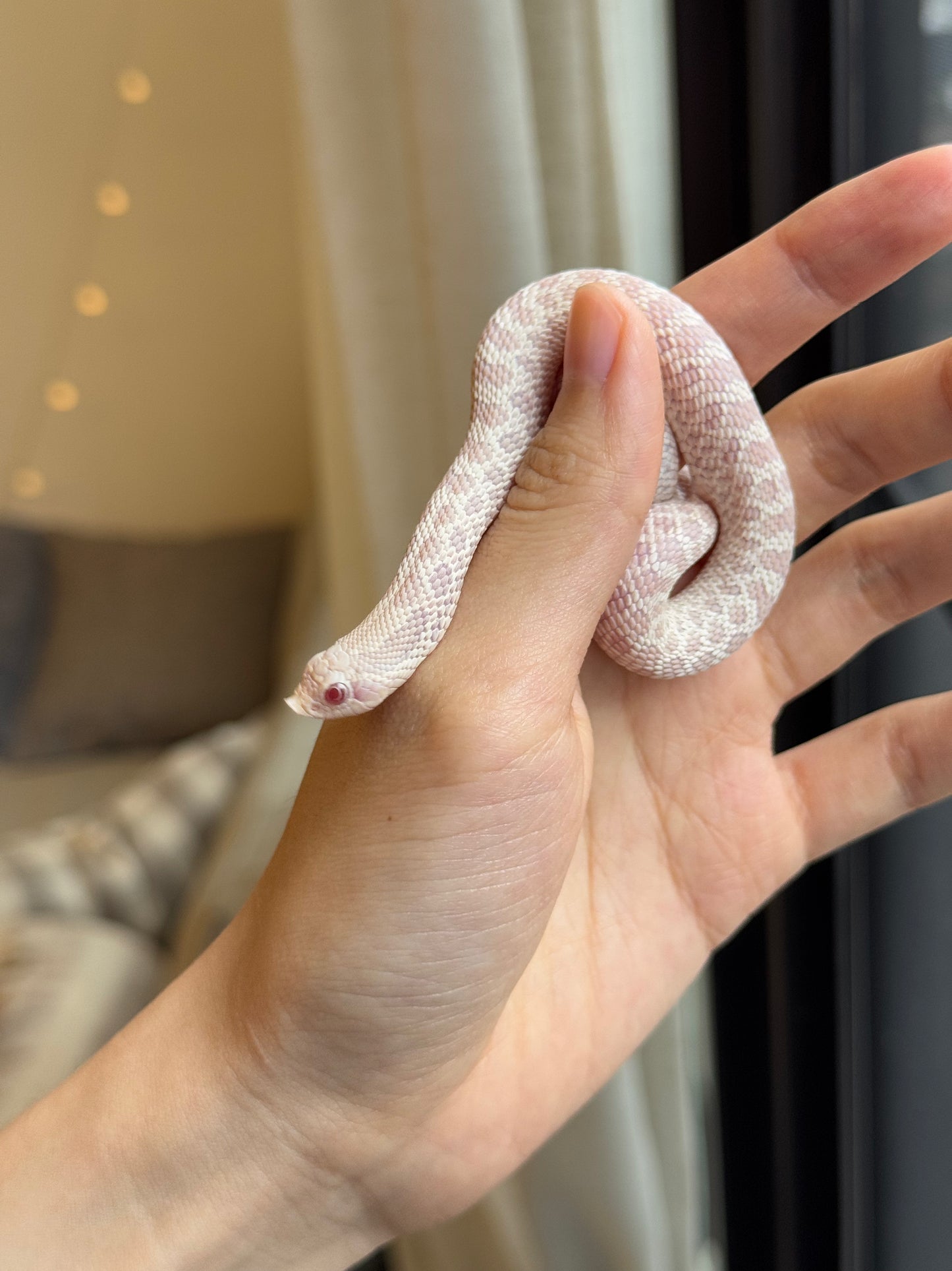 *競標* 2025 雪白 ♀ (H25298)