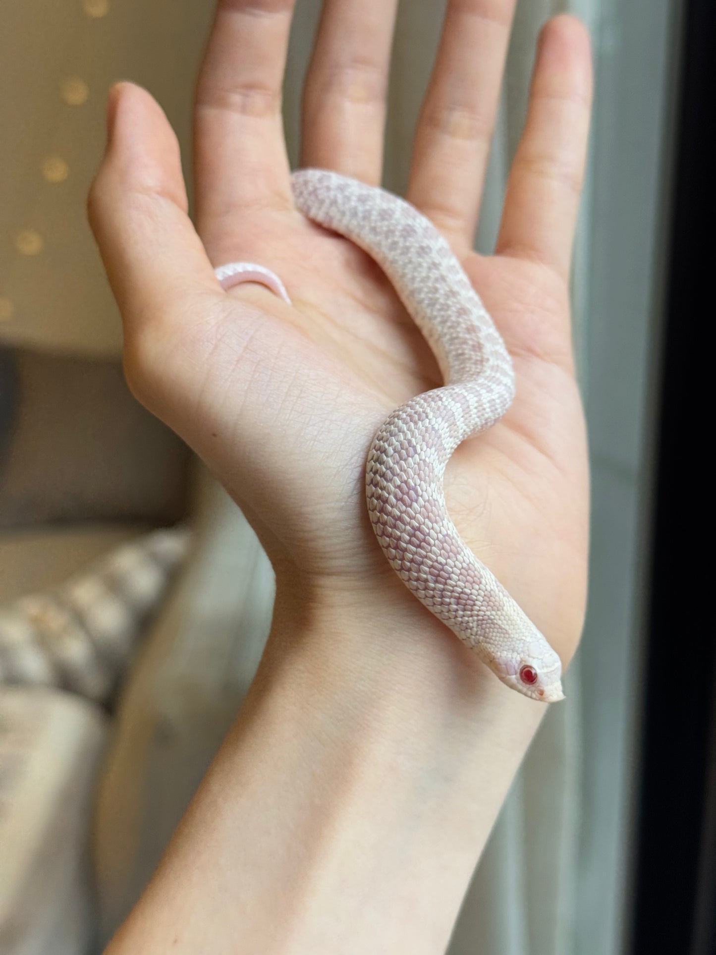 *競標* 2025 雪白 ♀ (H25298)