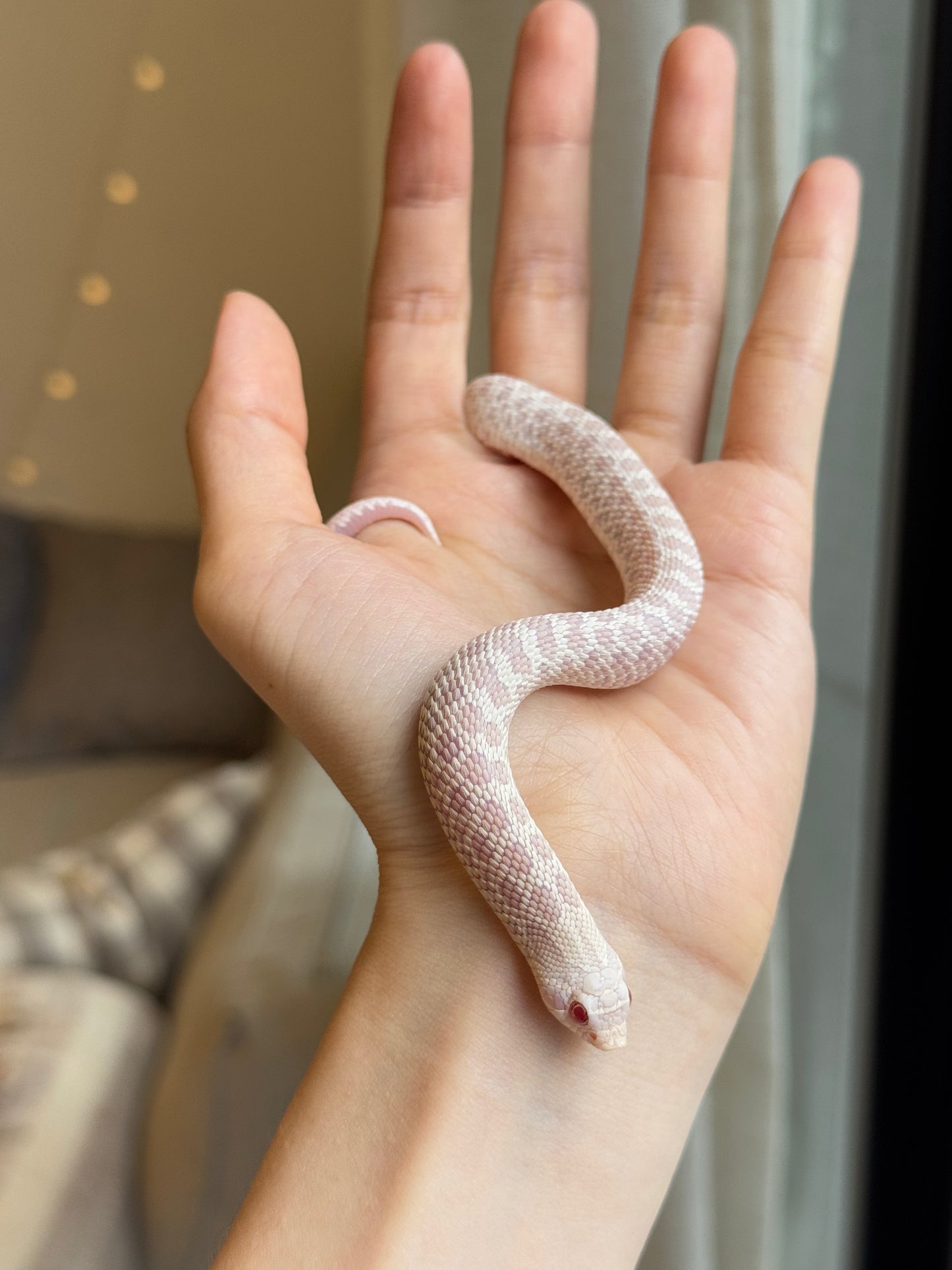 *競標* 2025 雪白 ♀ (H25298)