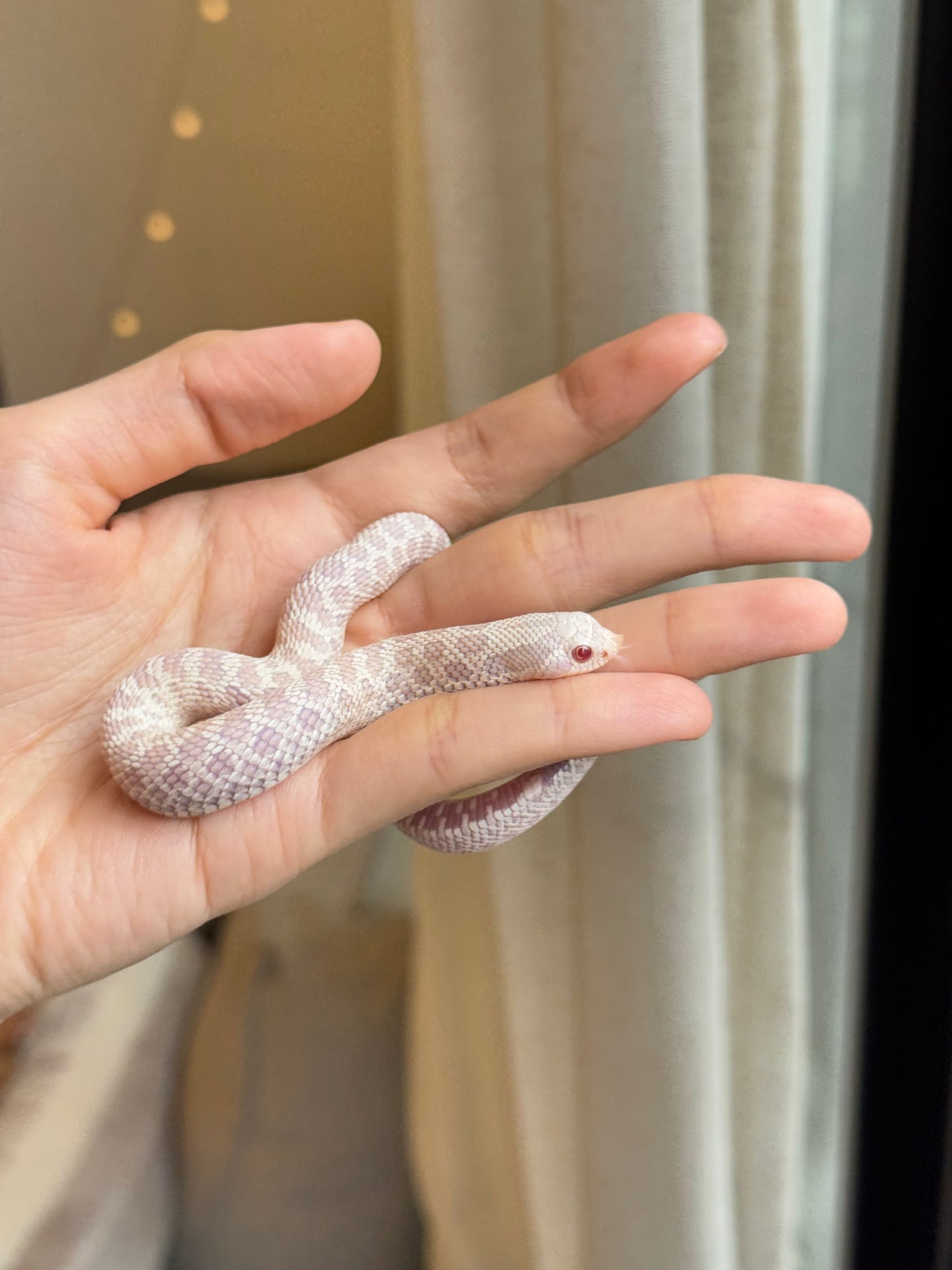 *競標* 2025 雪白 ♀ (H25298)