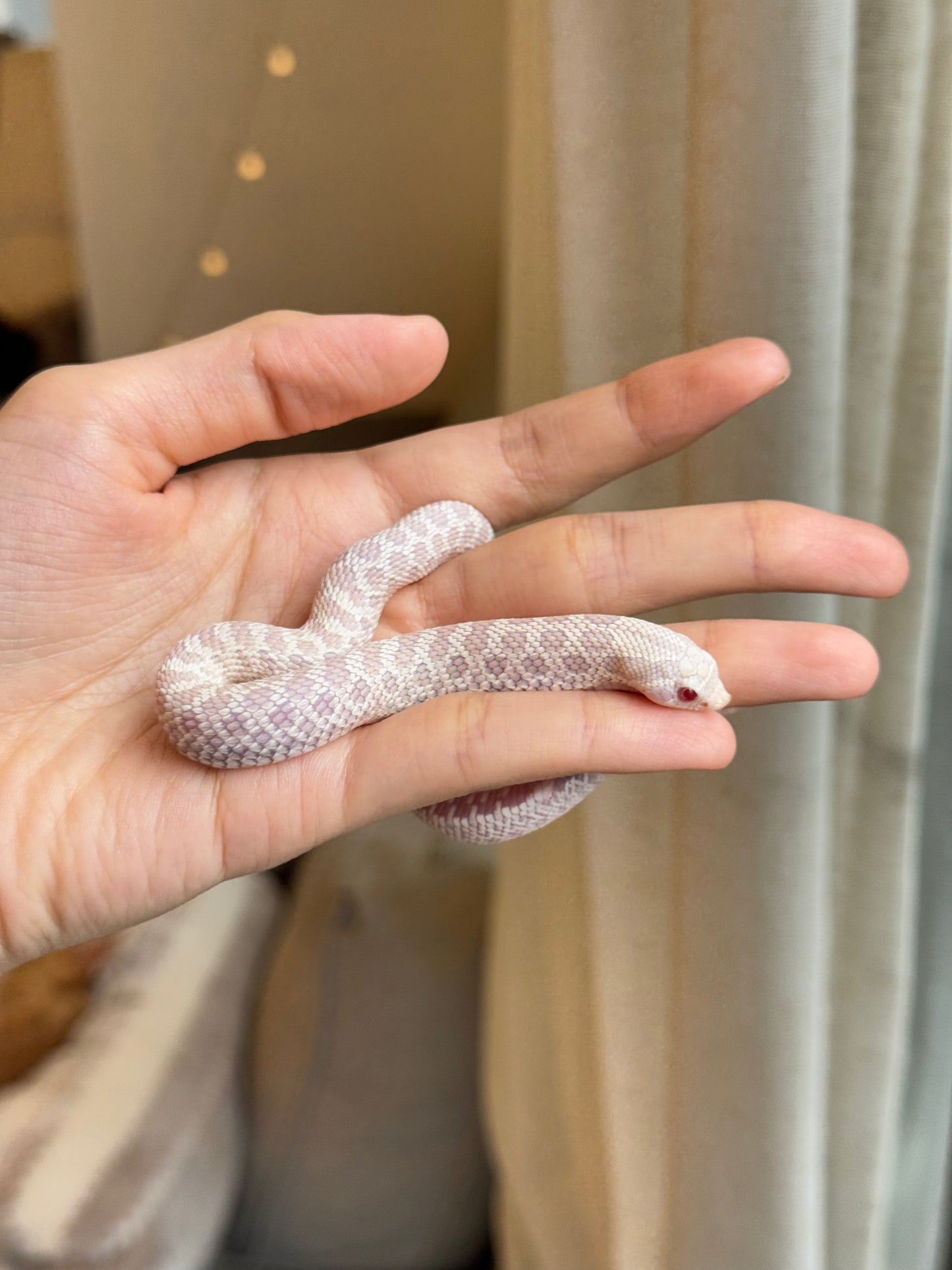 *競標* 2025 雪白 ♀ (H25298)