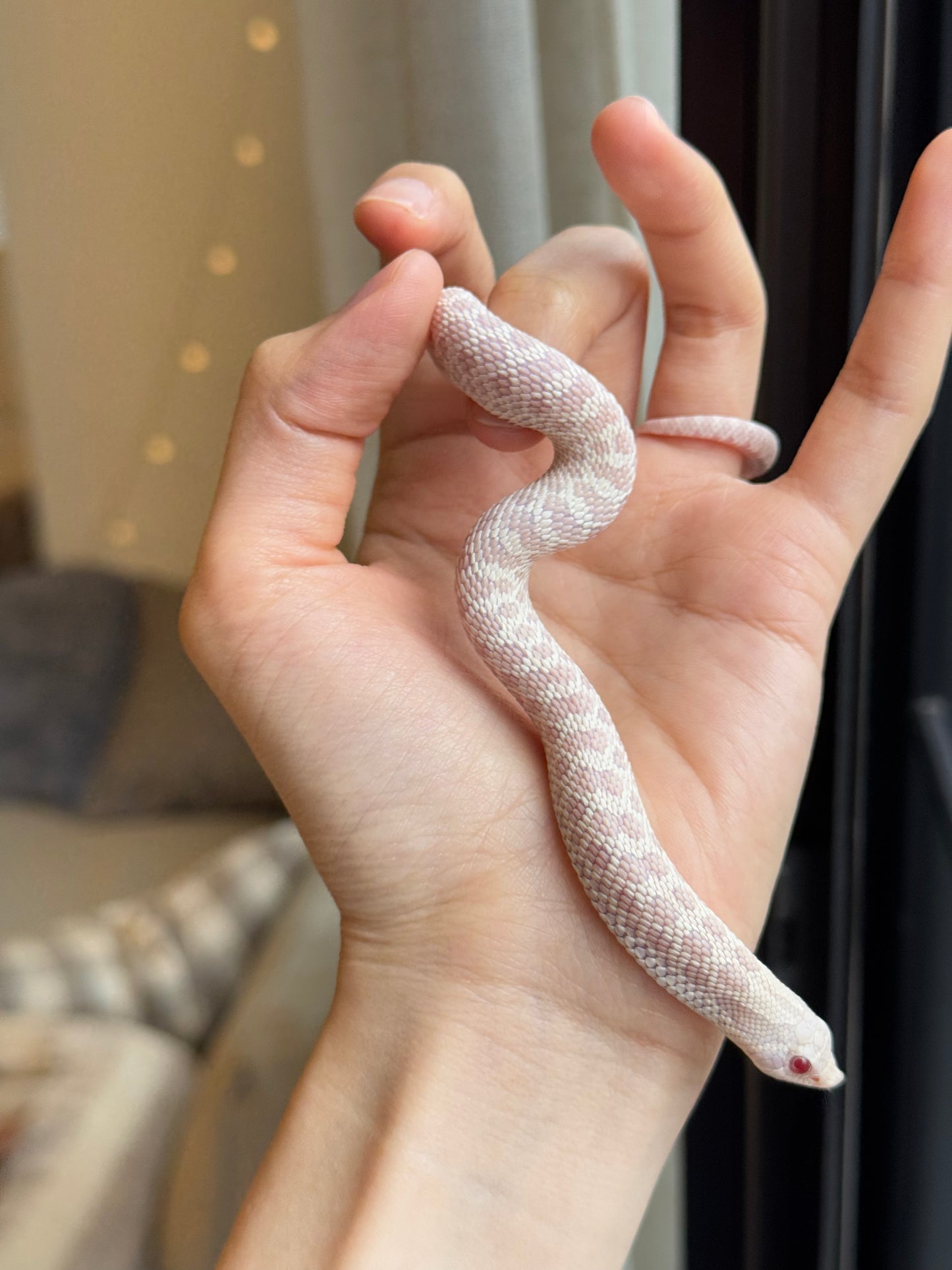 *競標* 2025 雪白 ♀ (H25298)