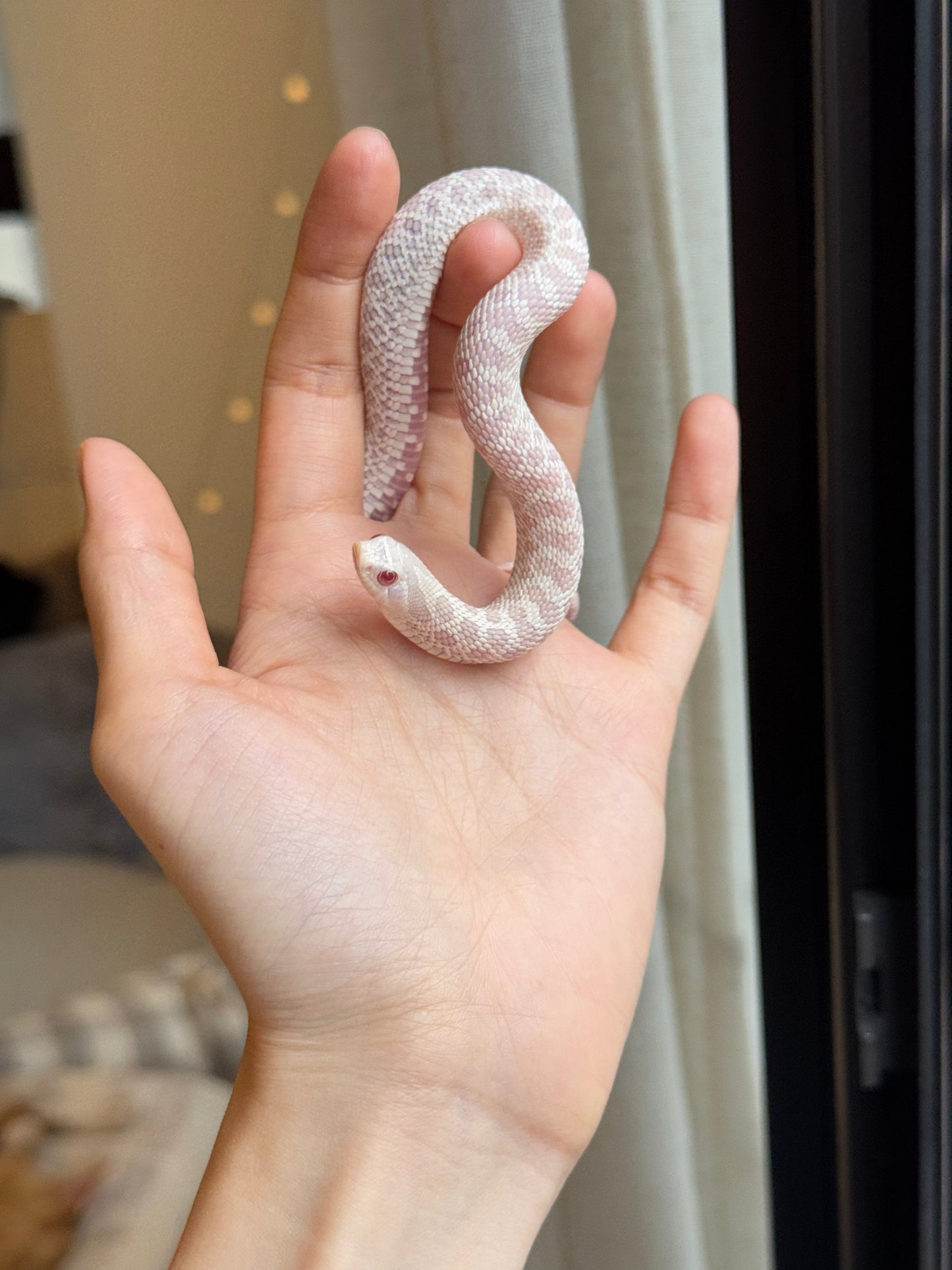 *競標* 2025 雪白 ♀ (H25298)