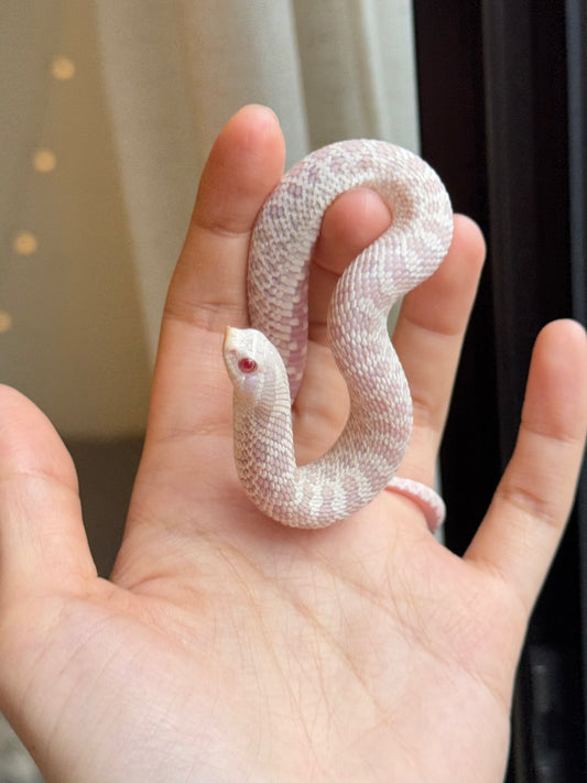 *競標* 2025 雪白 ♀ (H25298)