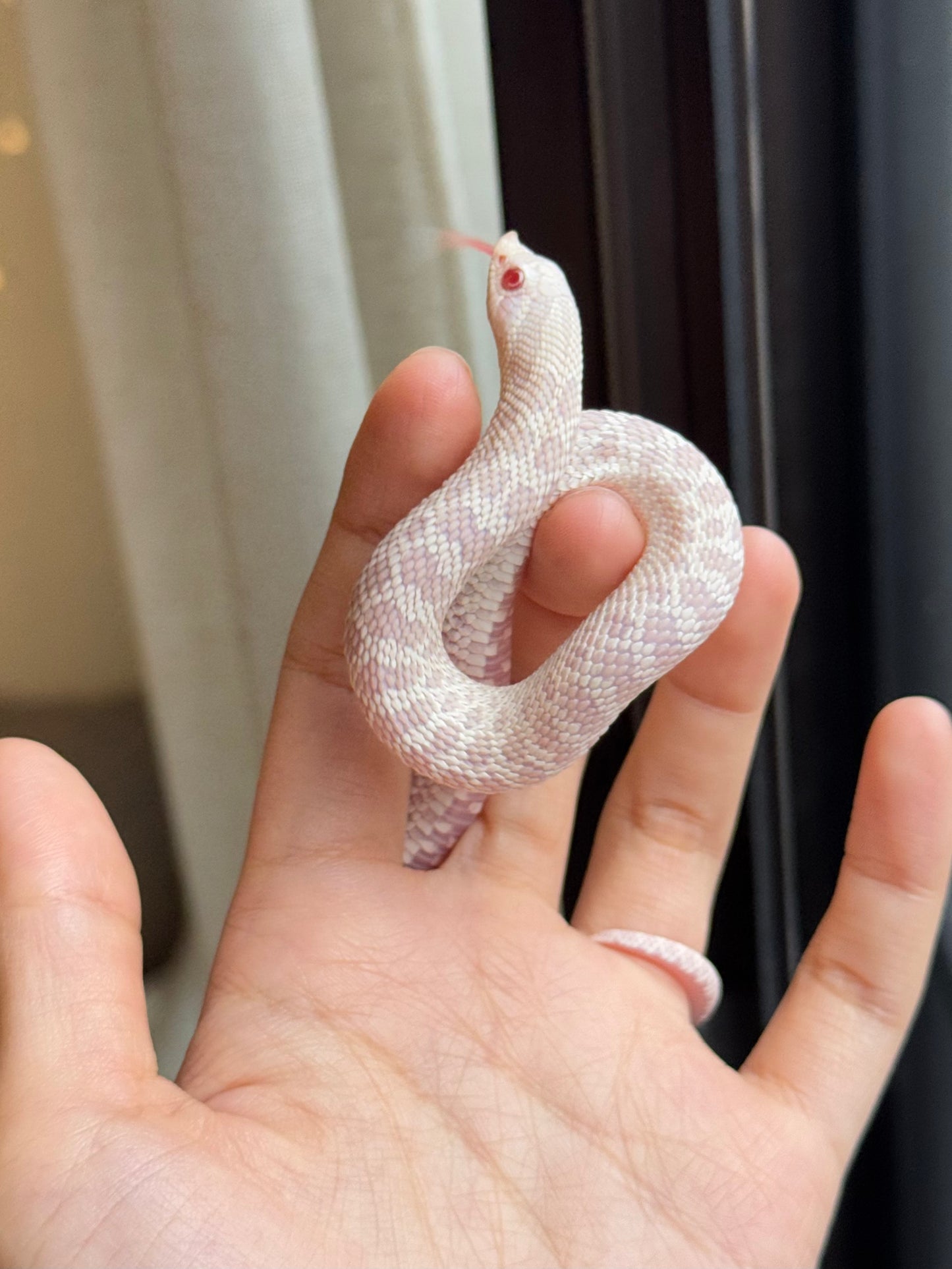 *競標* 2025 雪白 ♀ (H25298)