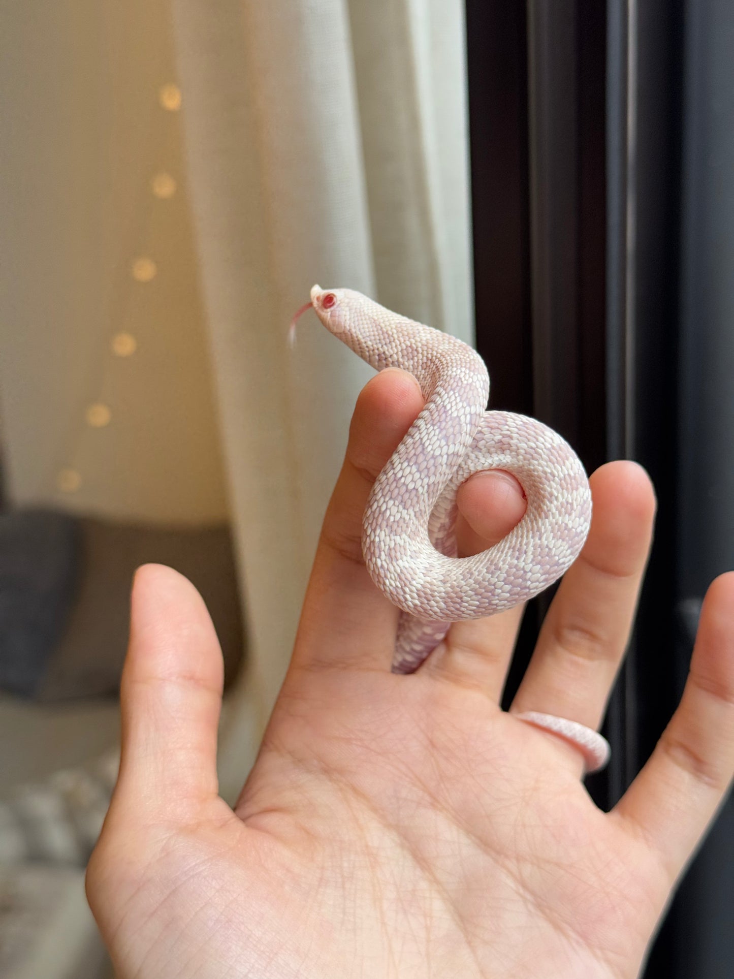 *競標* 2025 雪白 ♀ (H25298)