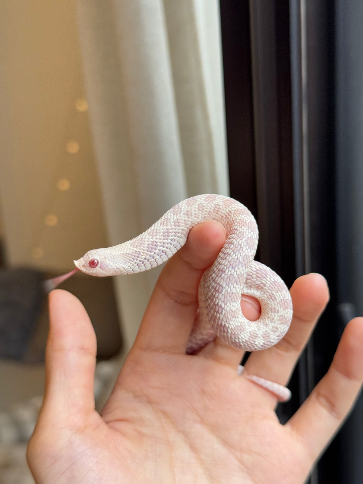 *競標* 2025 雪白 ♀ (H25298)