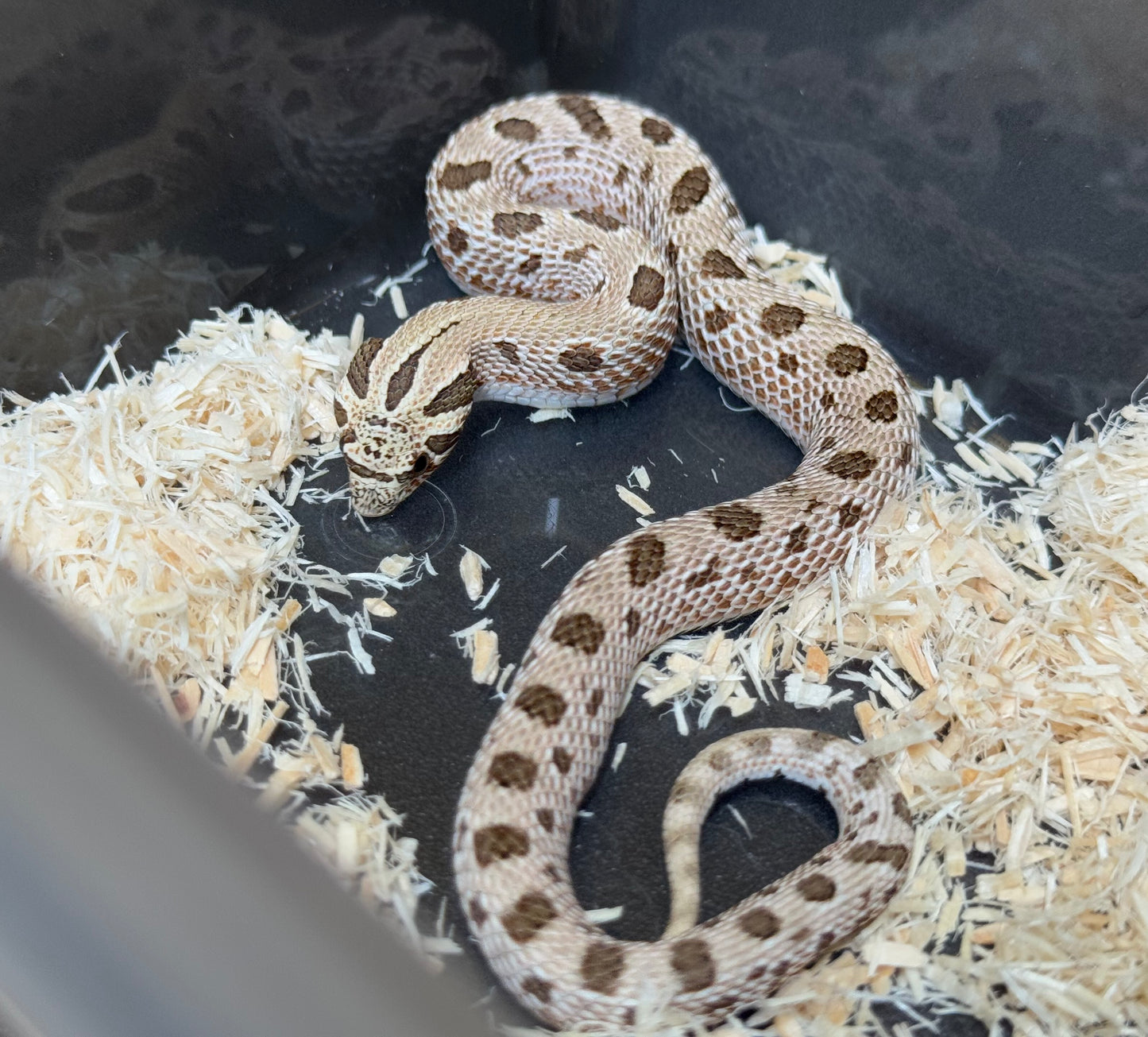 *競標* 2025 北極康達Het白化 ♀ (J25207)