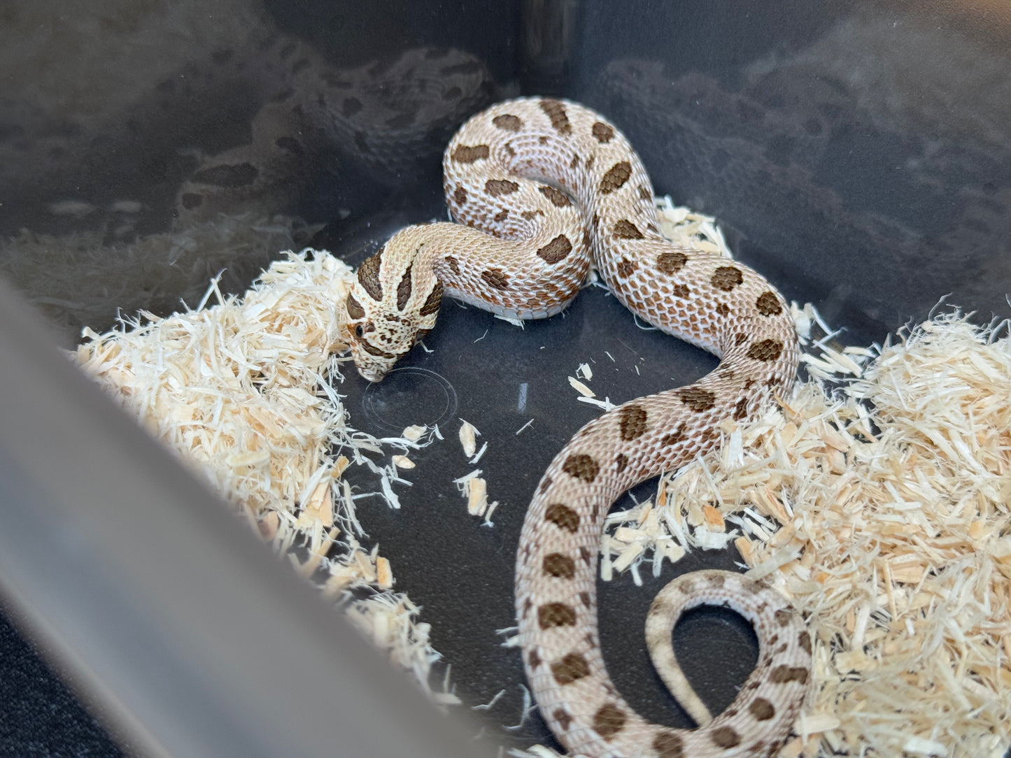 *競標* 2025 北極康達Het白化 ♀ (J25207)