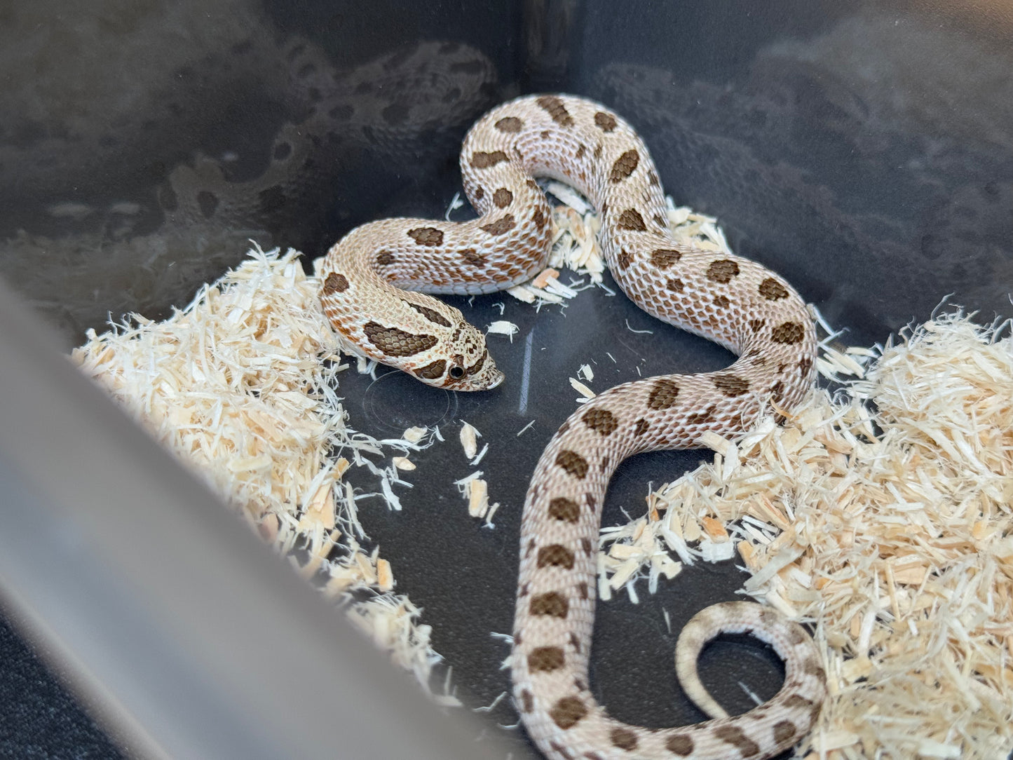 *競標* 2025 北極康達Het白化 ♀ (J25207)