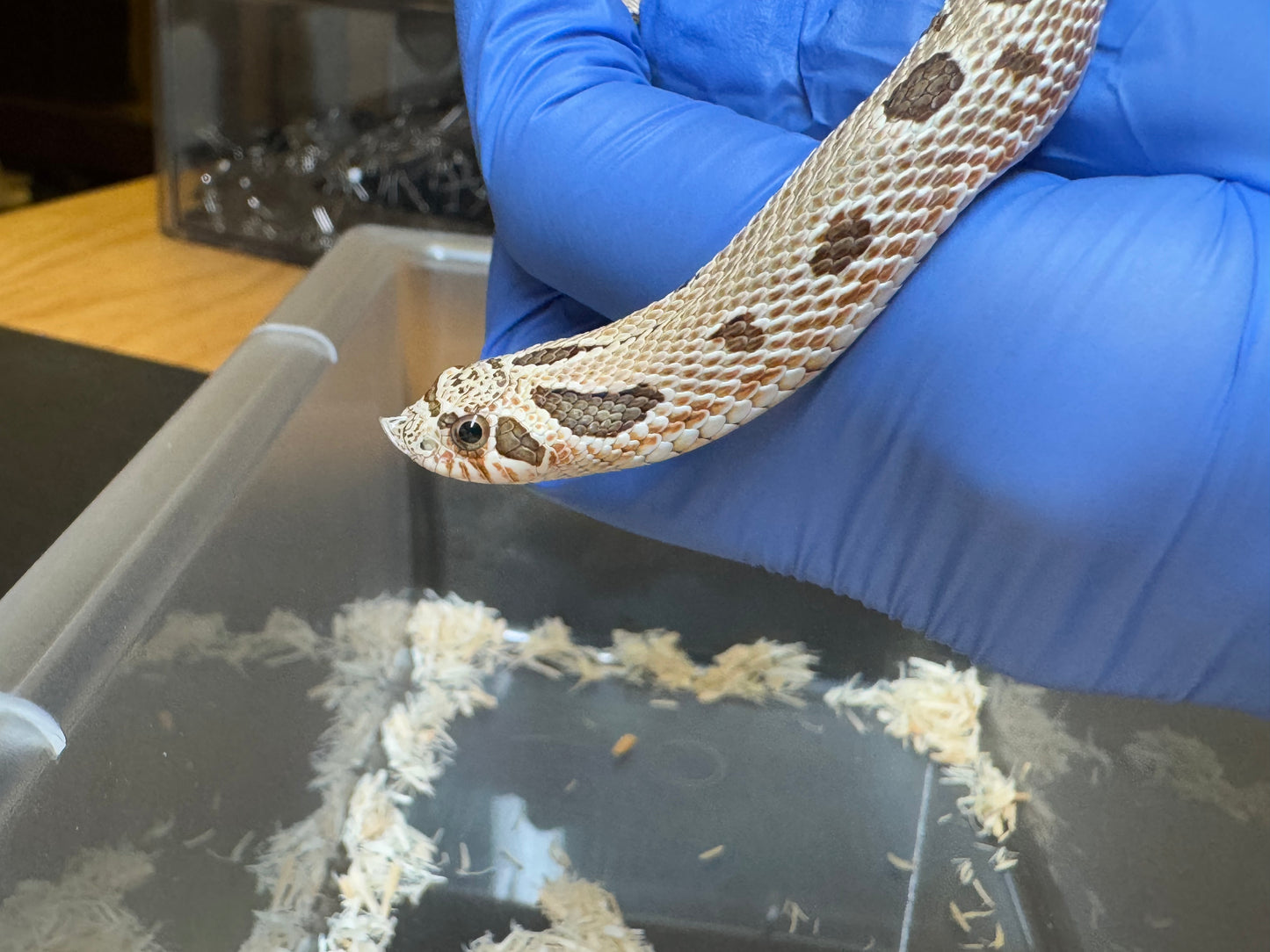 *競標* 2025 北極康達Het白化 ♀ (J25207)