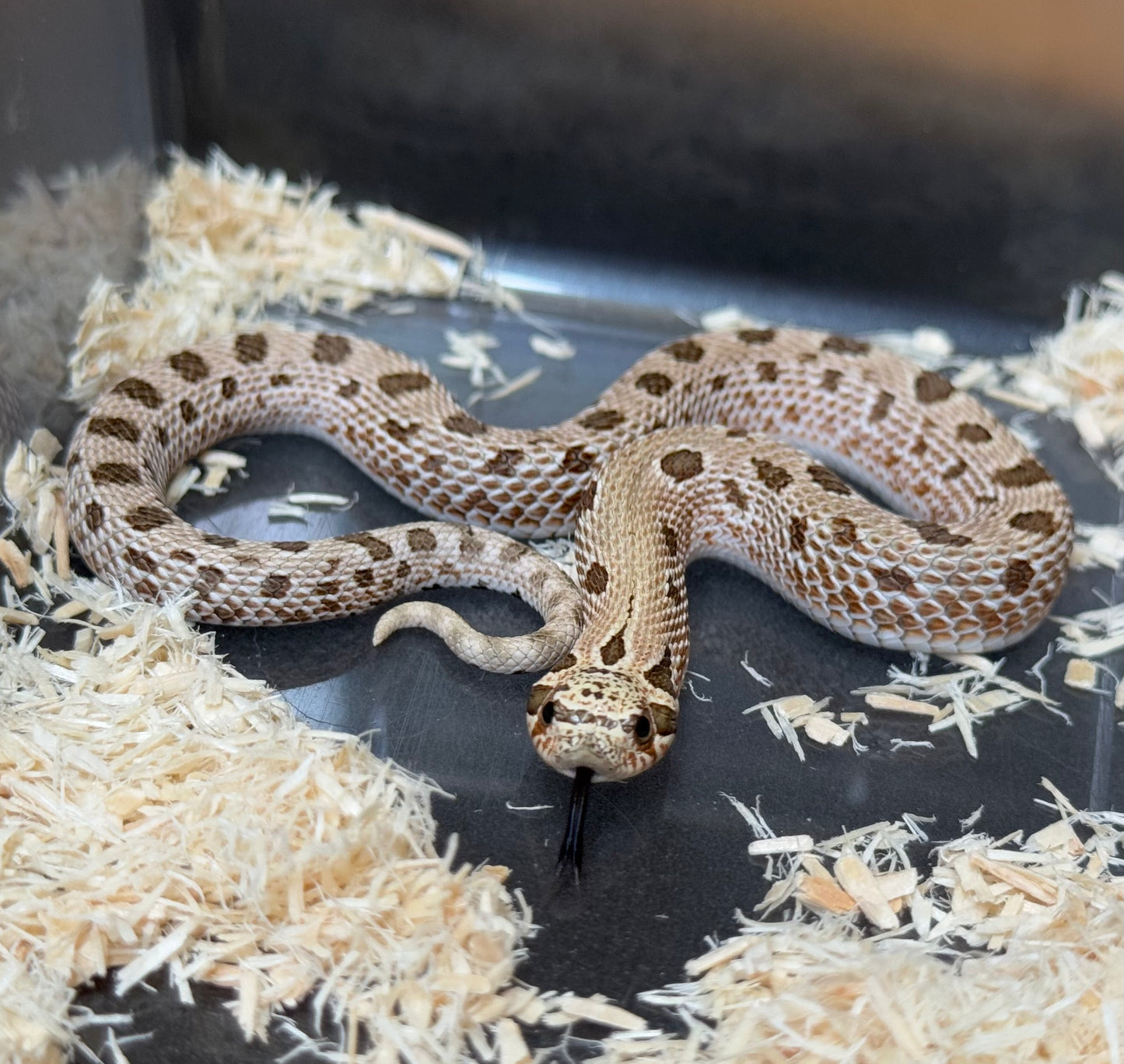 *競標* 2025 北極康達Het白化 ♀ (J25207)