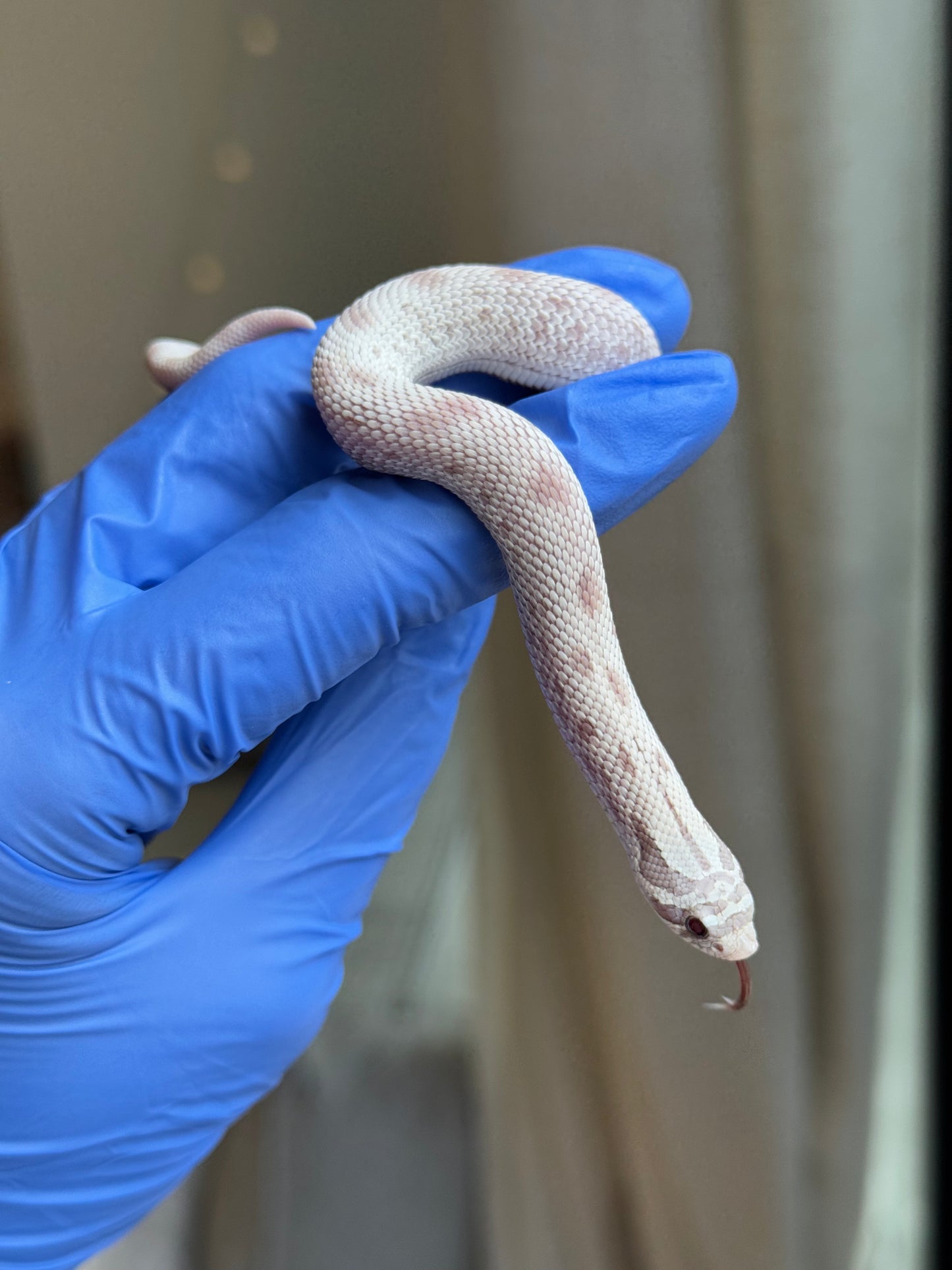 2025 毒藥康達 ♀ (H25341)