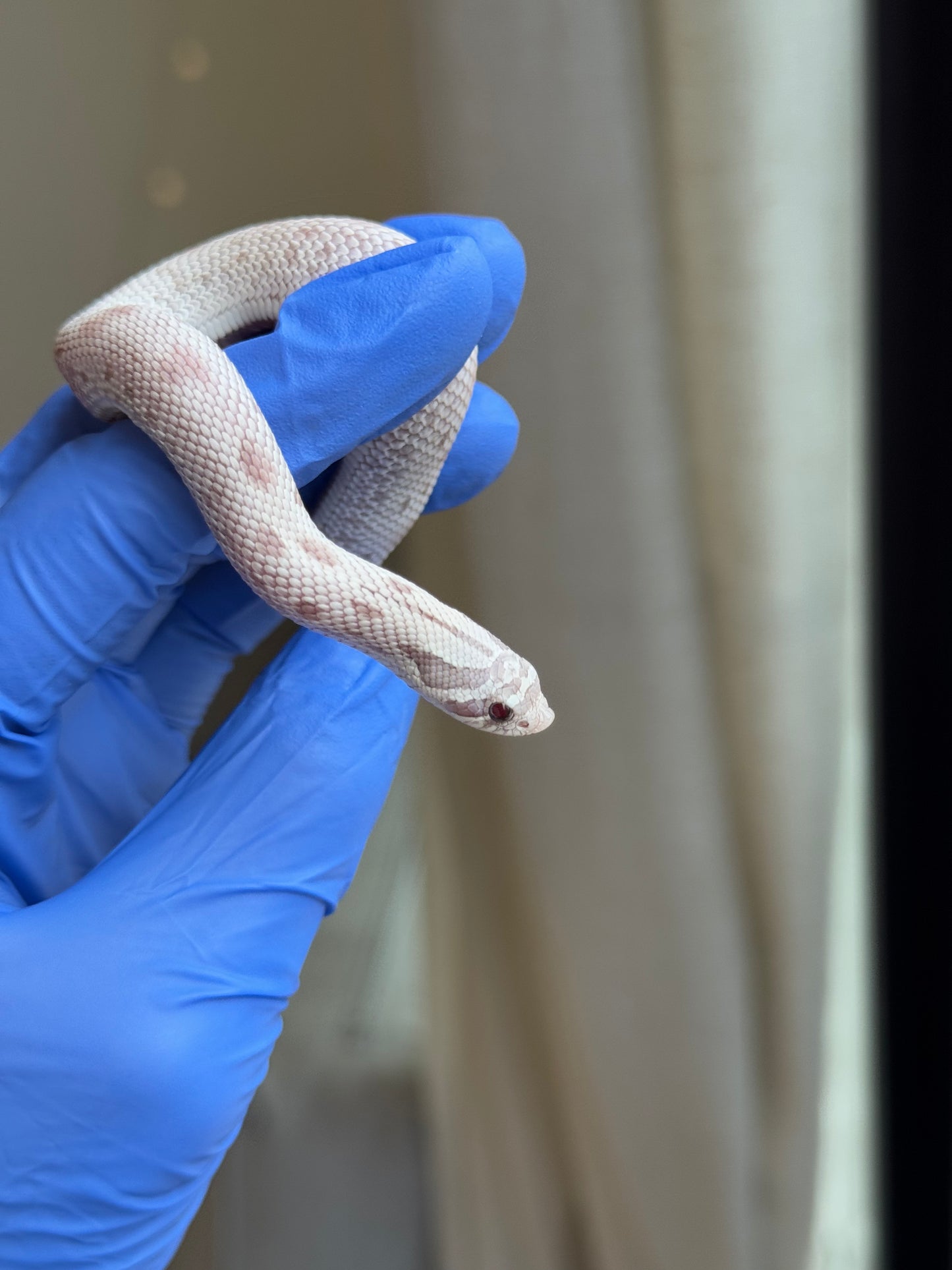 2025 毒藥康達 ♀ (H25341)