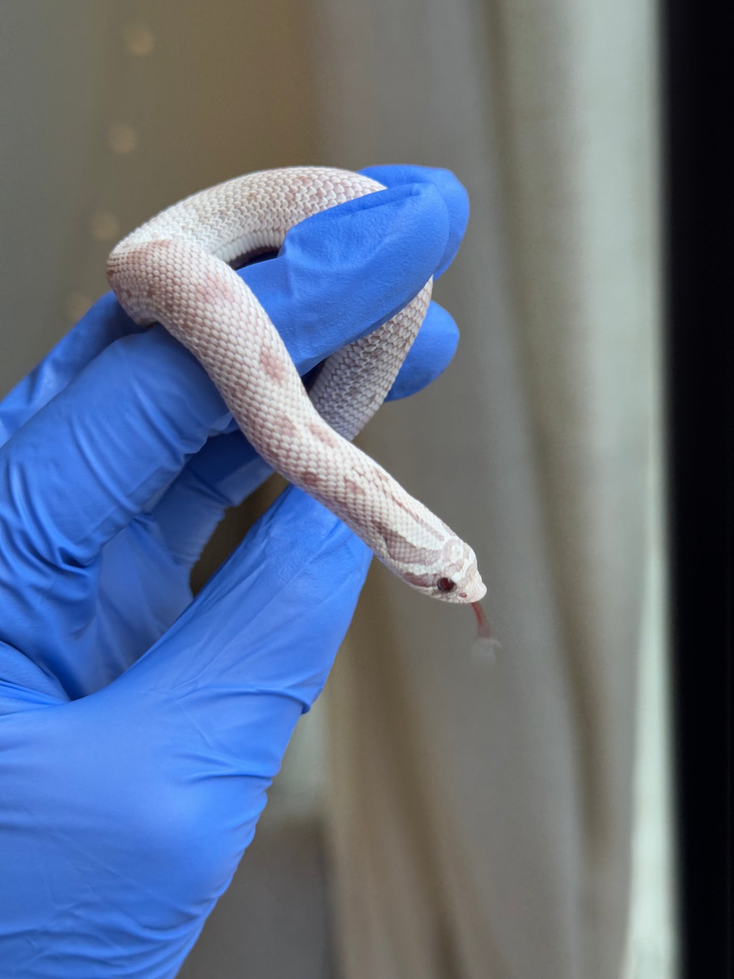 2025 毒藥康達 ♀ (H25341)