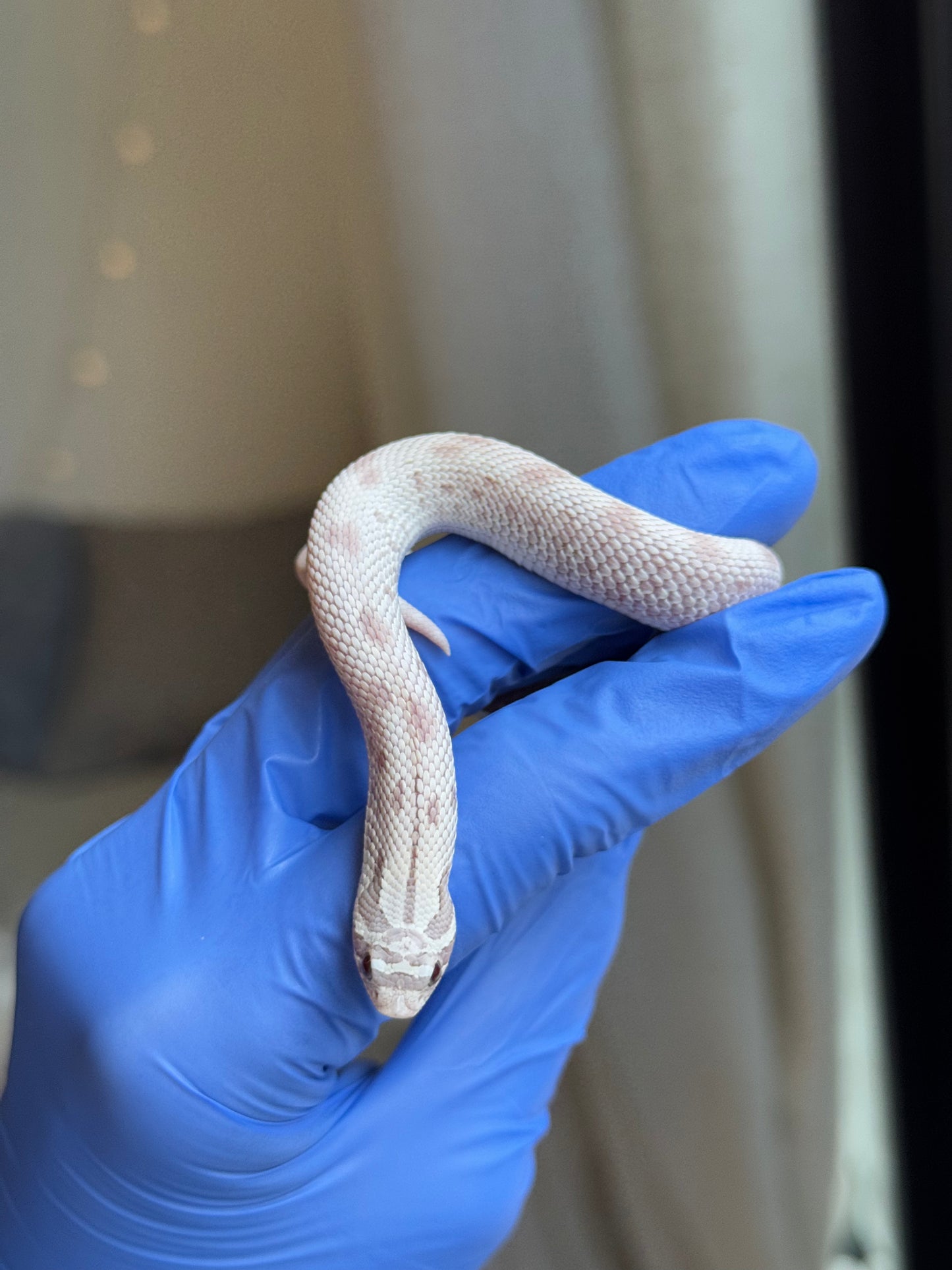 2025 毒藥康達 ♀ (H25341)