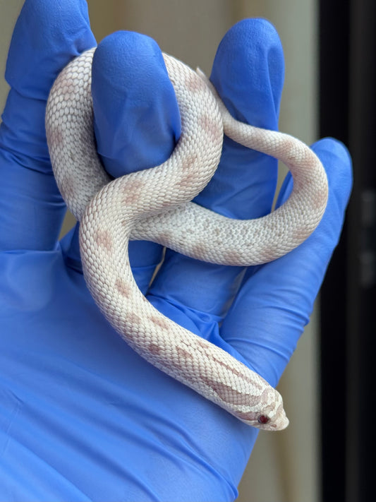 2025 毒藥康達 ♀ (H25341)