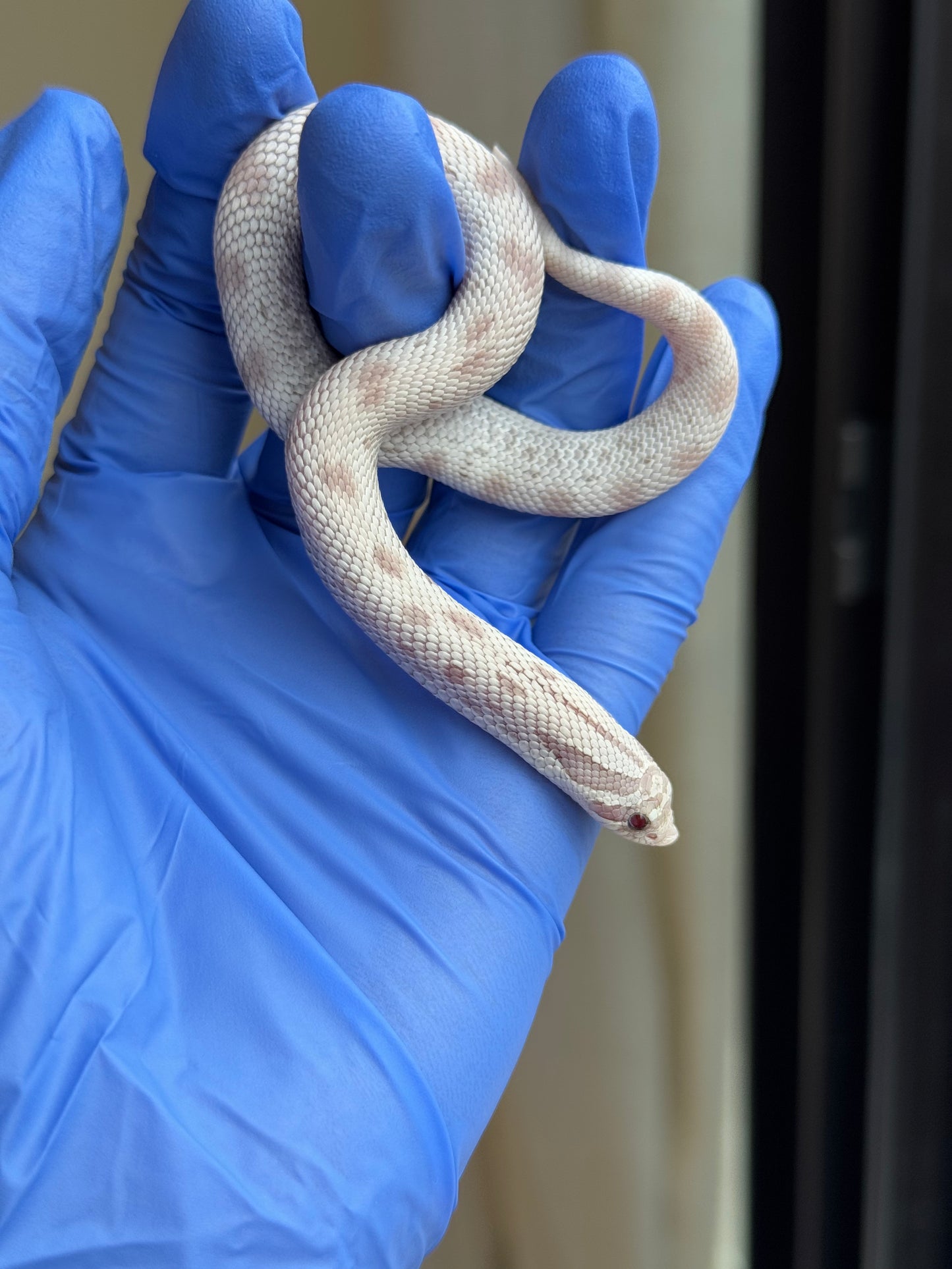 2025 毒藥康達 ♀ (H25341)