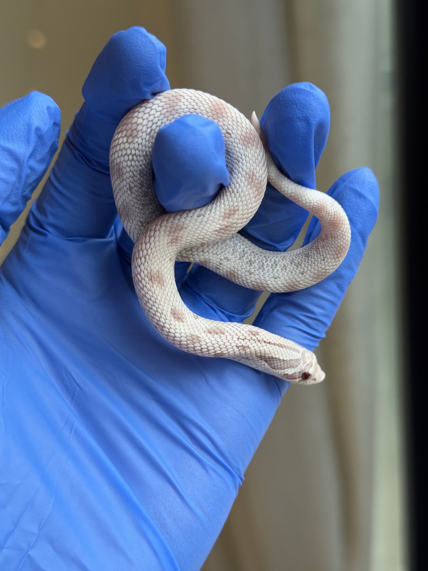 2025 毒藥康達 ♀ (H25341)