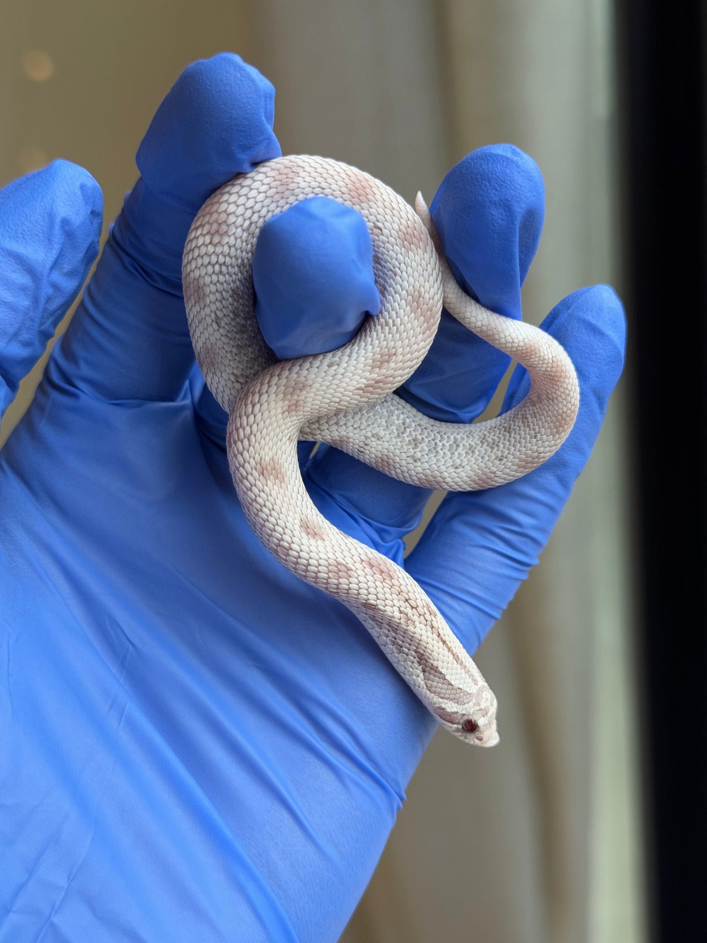 2025 毒藥康達 ♀ (H25341)