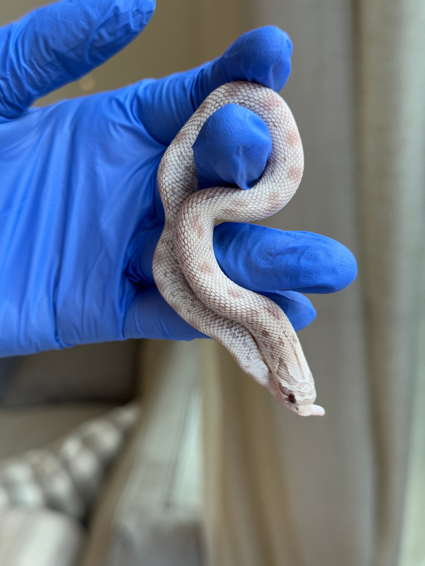 2025 毒藥康達 ♀ (H25341)