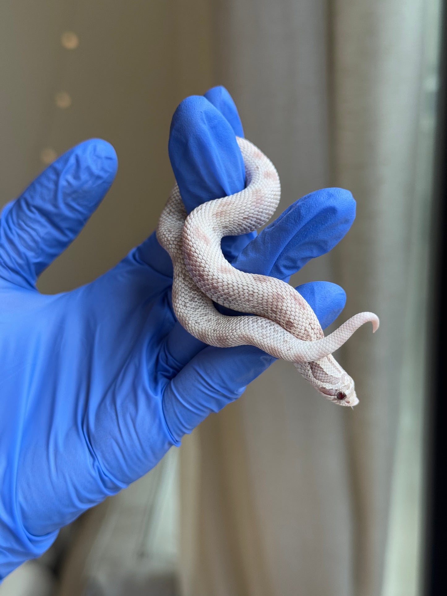 2025 毒藥康達 ♀ (H25341)