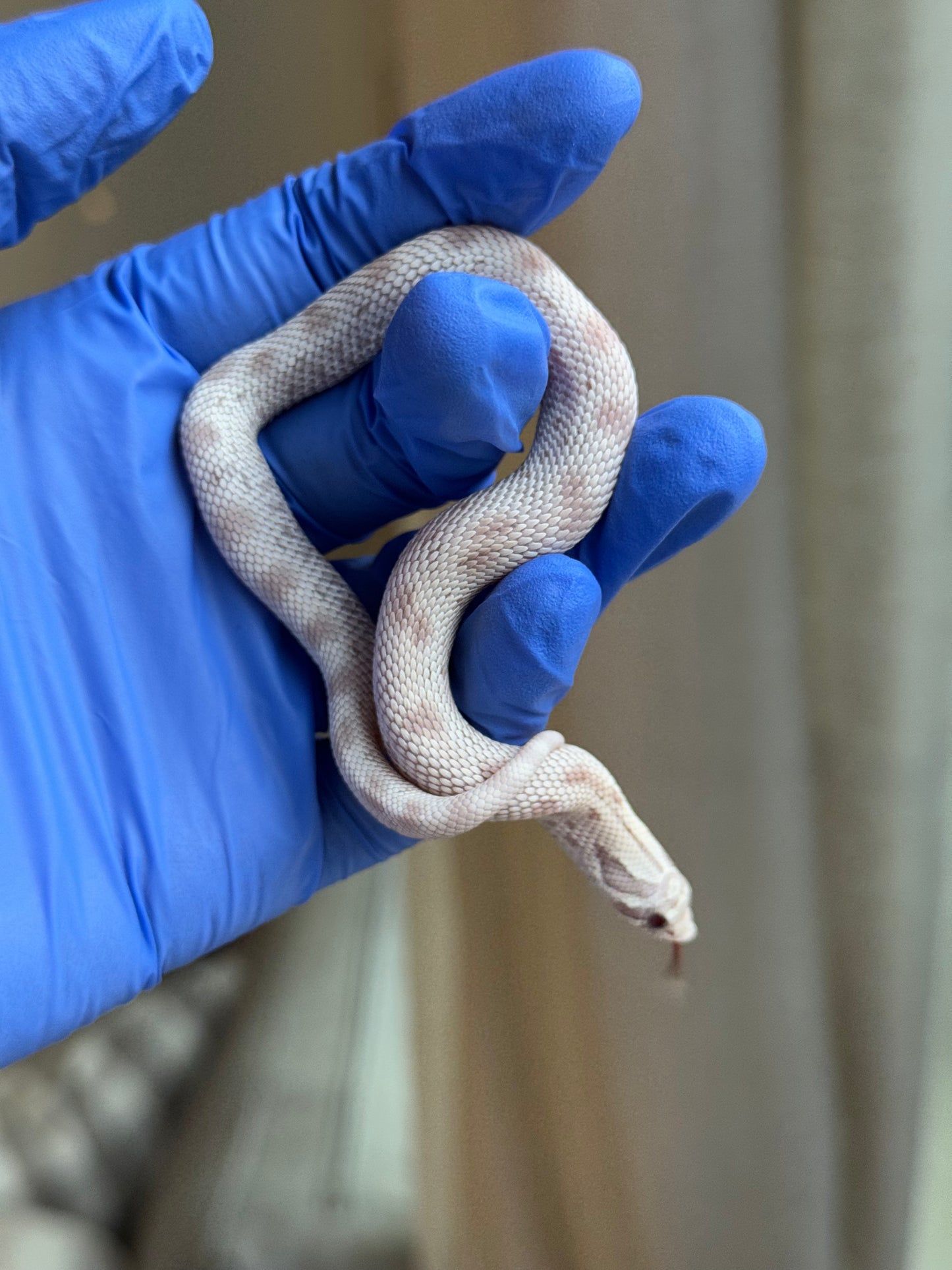 2025 毒藥康達 ♀ (H25341)