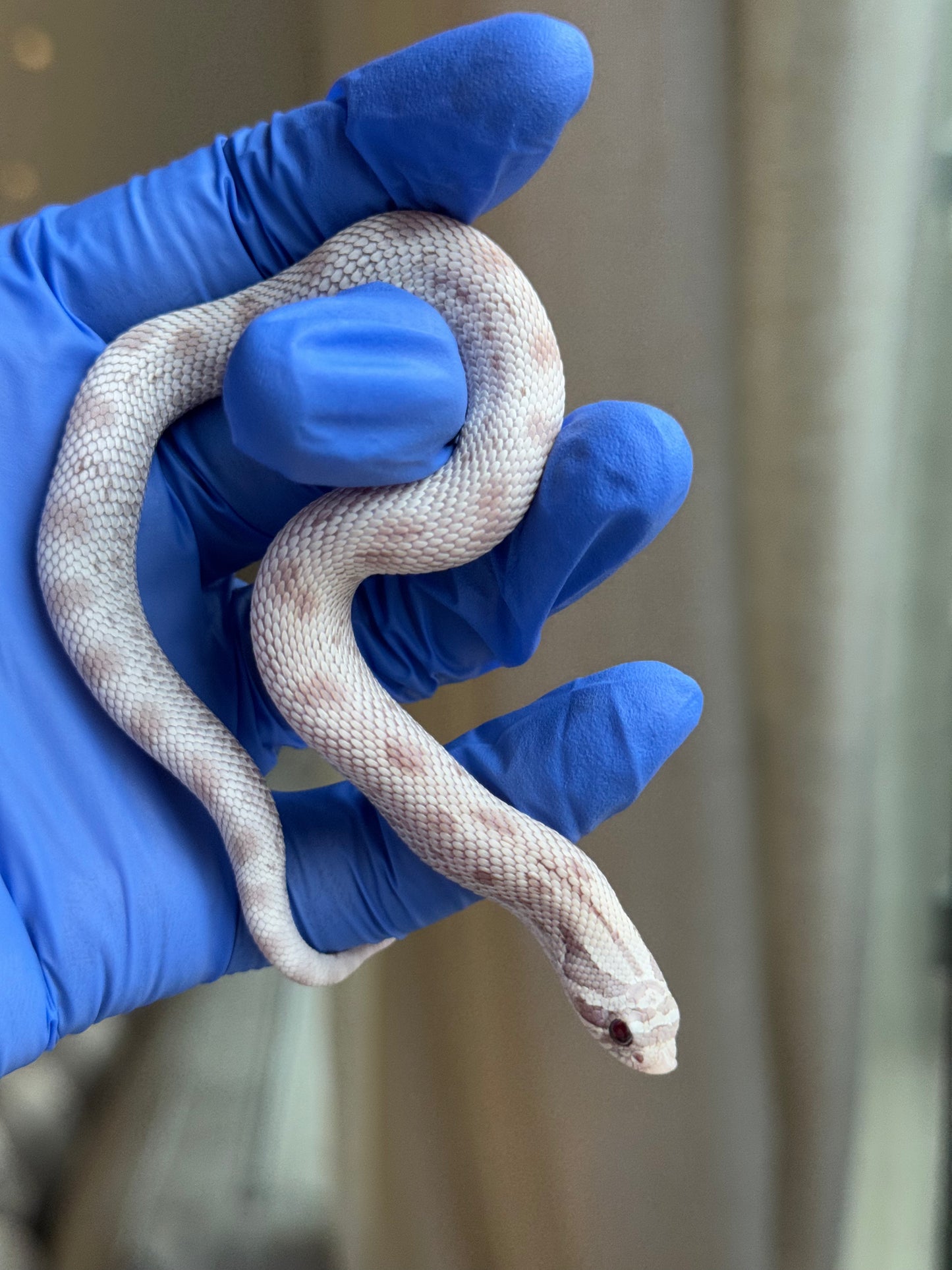 2025 毒藥康達 ♀ (H25341)