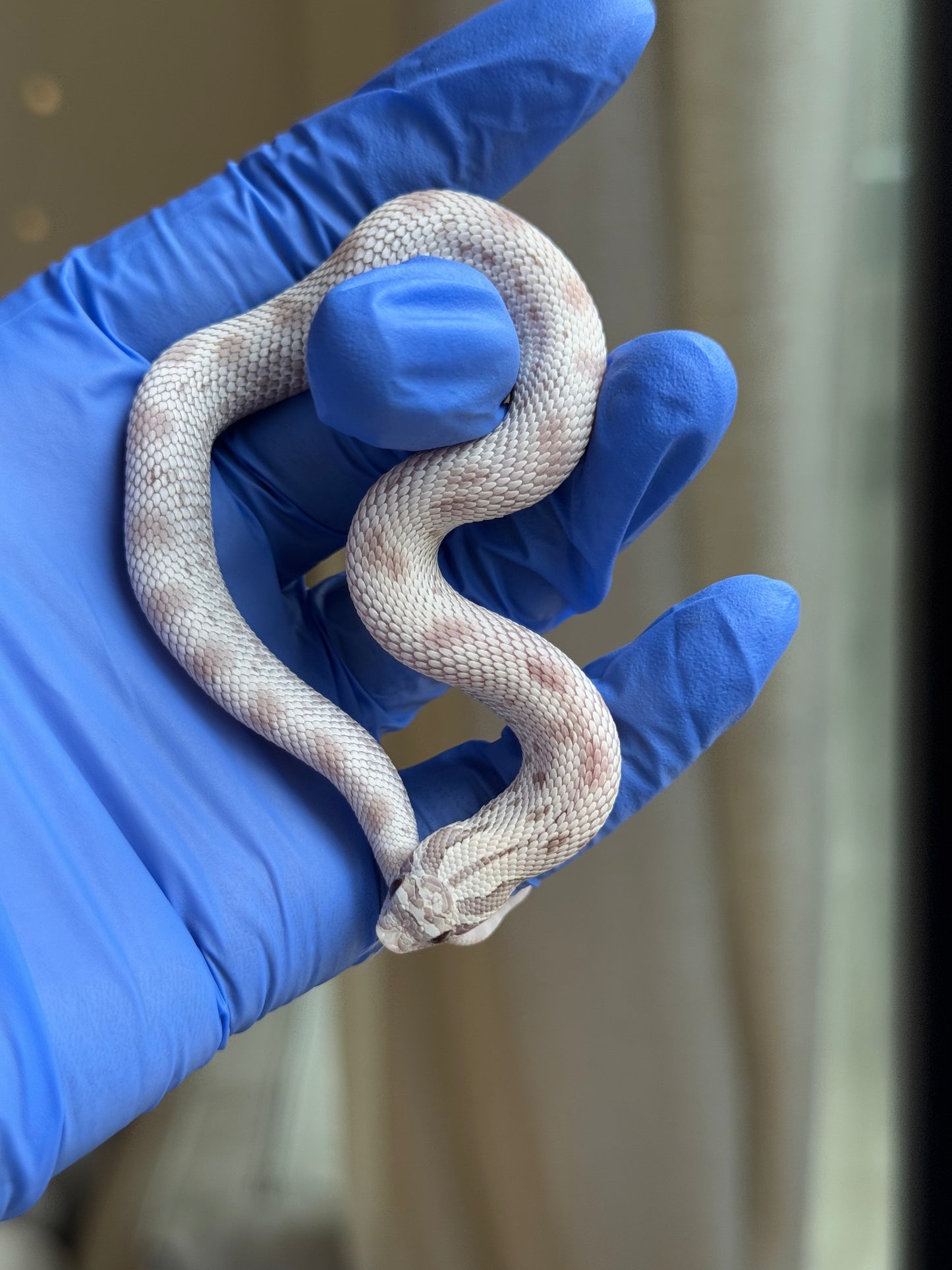 2025 毒藥康達 ♀ (H25341)