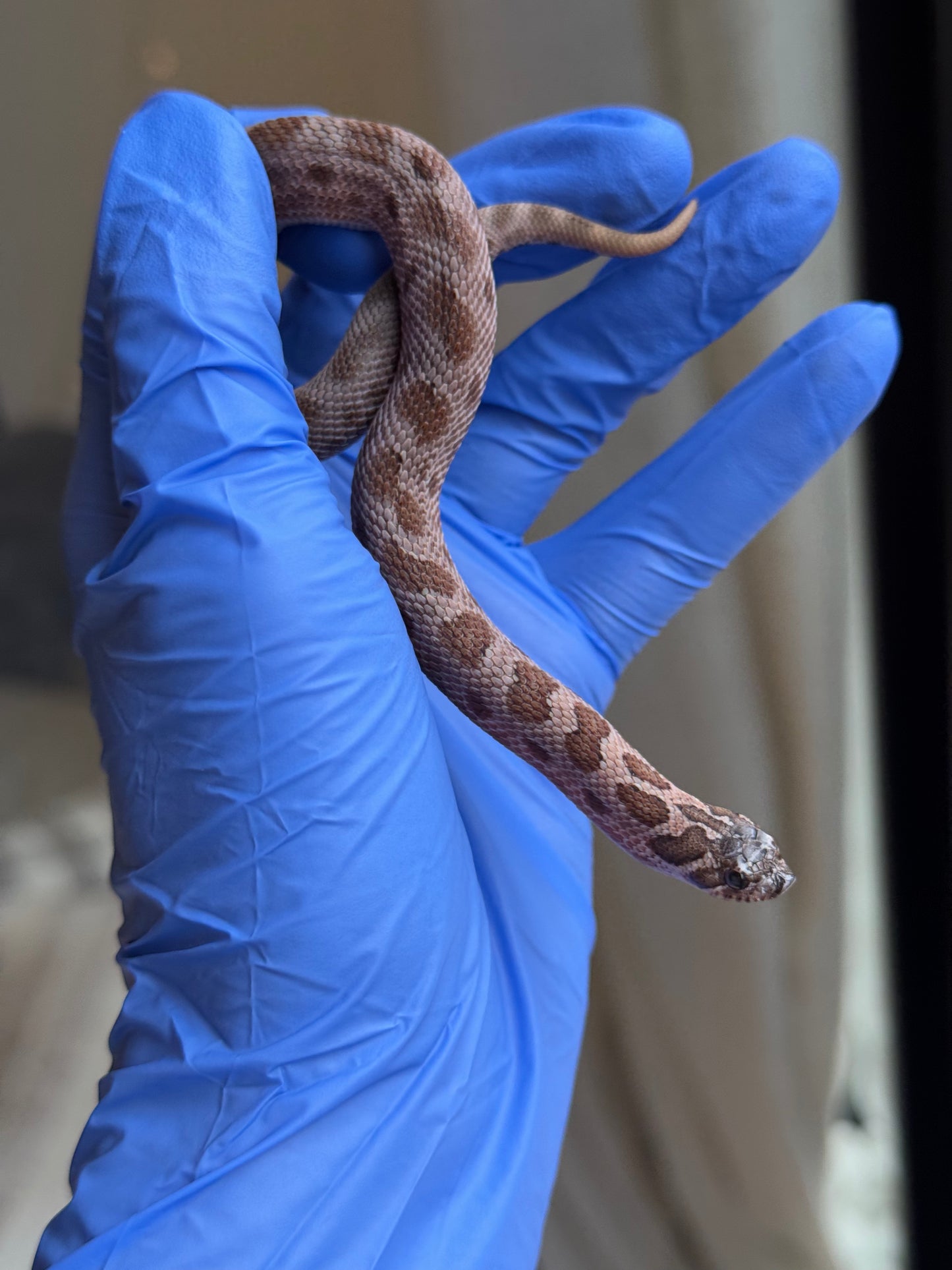 2025 北極紫貂康達Het太陽爆炸 ♀ (H25365)