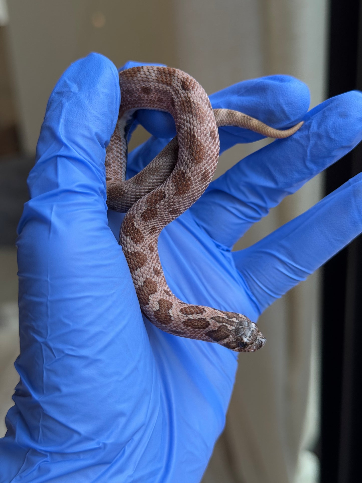 2025 北極紫貂康達Het太陽爆炸 ♀ (H25365)