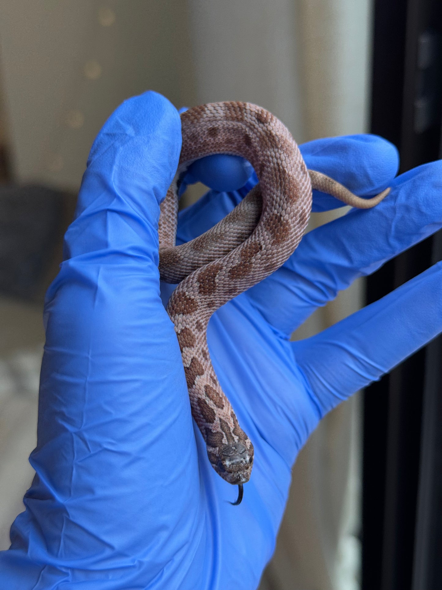 2025 北極紫貂康達Het太陽爆炸 ♀ (H25365)