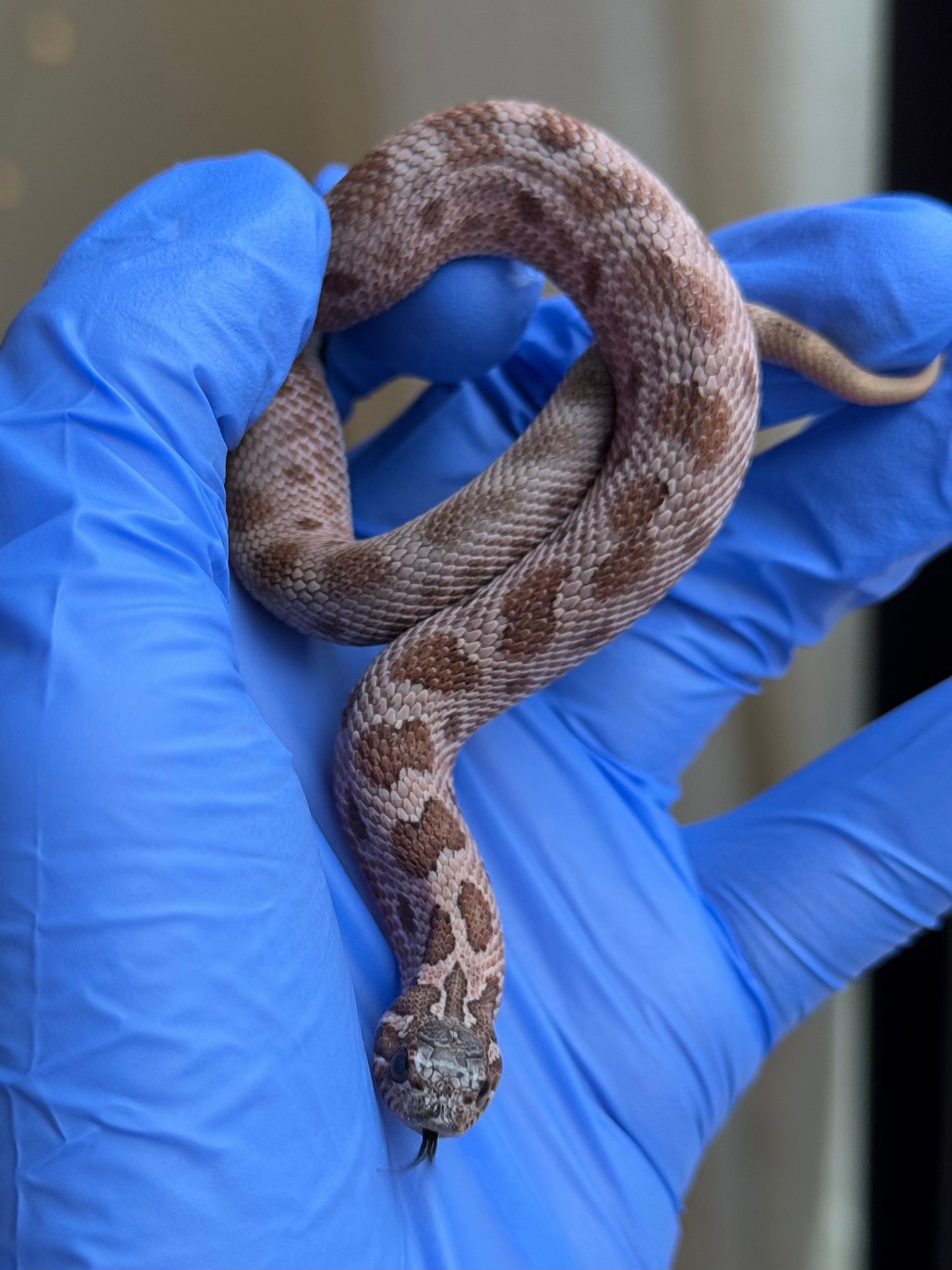 2025 北極紫貂康達Het太陽爆炸 ♀ (H25365)