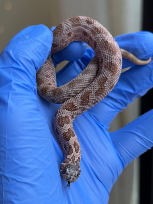 2025 北極紫貂康達Het太陽爆炸 ♀ (H25365)